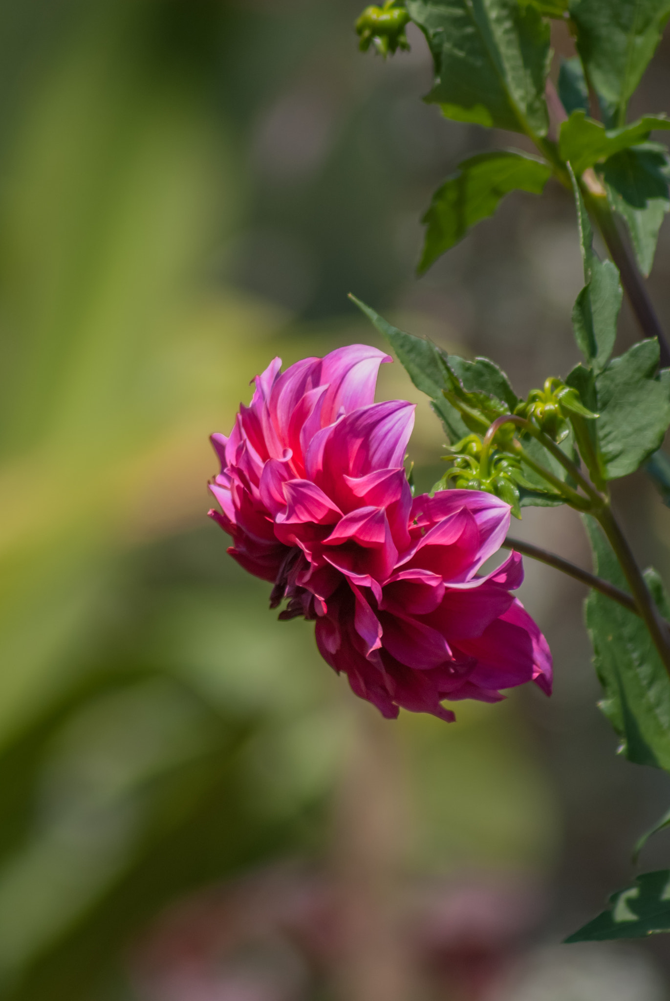 Sony 75-300mm F4.5-5.6 sample photo. Dahlia photography