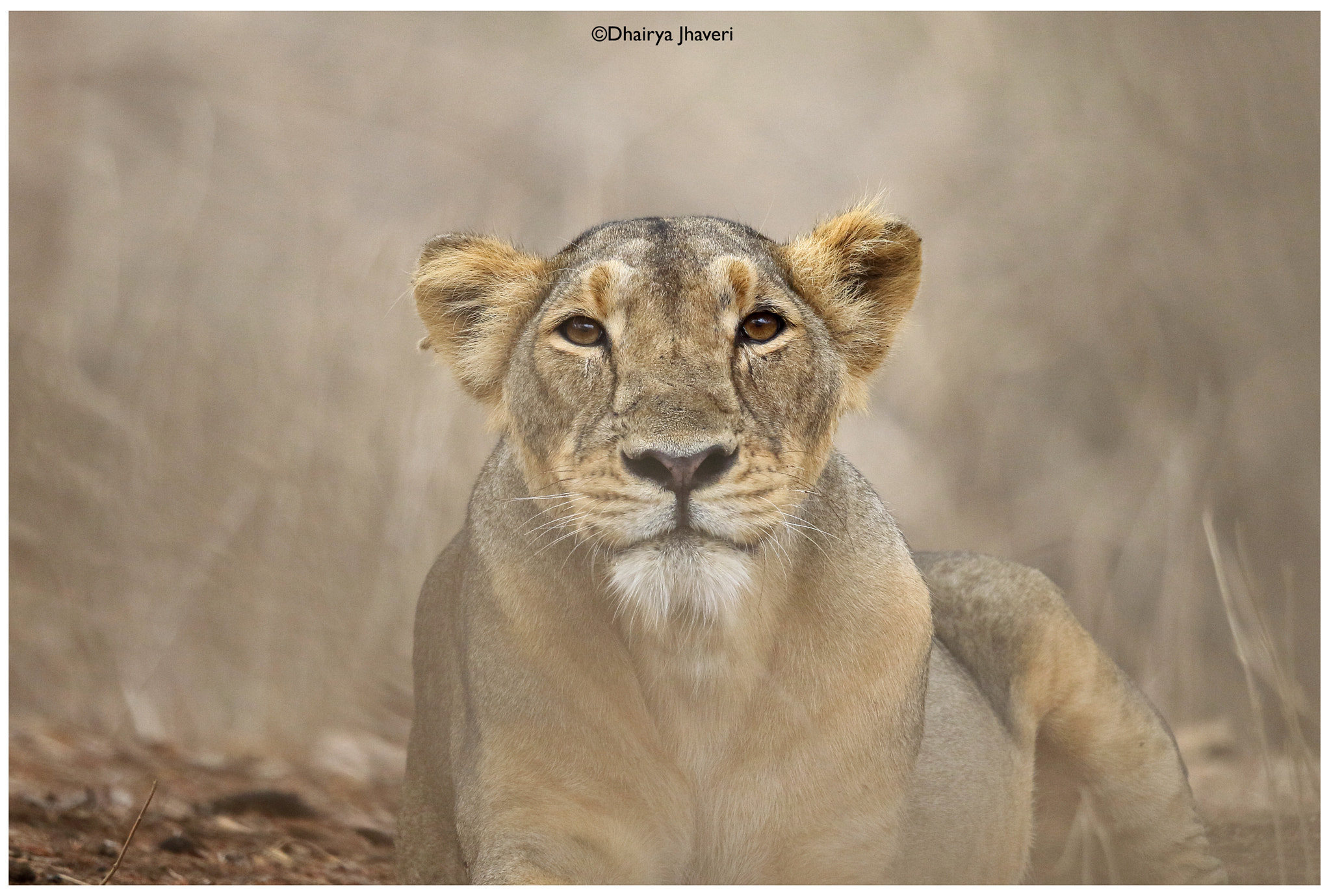 Canon EOS 7D Mark II + Canon EF 500mm F4L IS II USM sample photo. Asiatic lioness photography