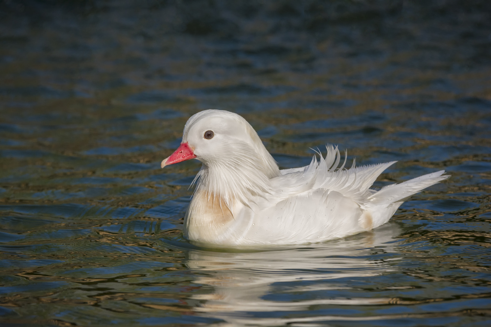 Nikon AF-S Nikkor 200-400mm F4G ED-IF VR sample photo. A standout... photography