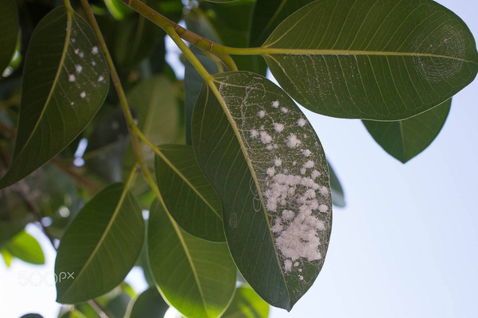Canon EOS 7D sample photo. Mealybug on leaf figs. plant aphid insect infestation ficus elastica photography