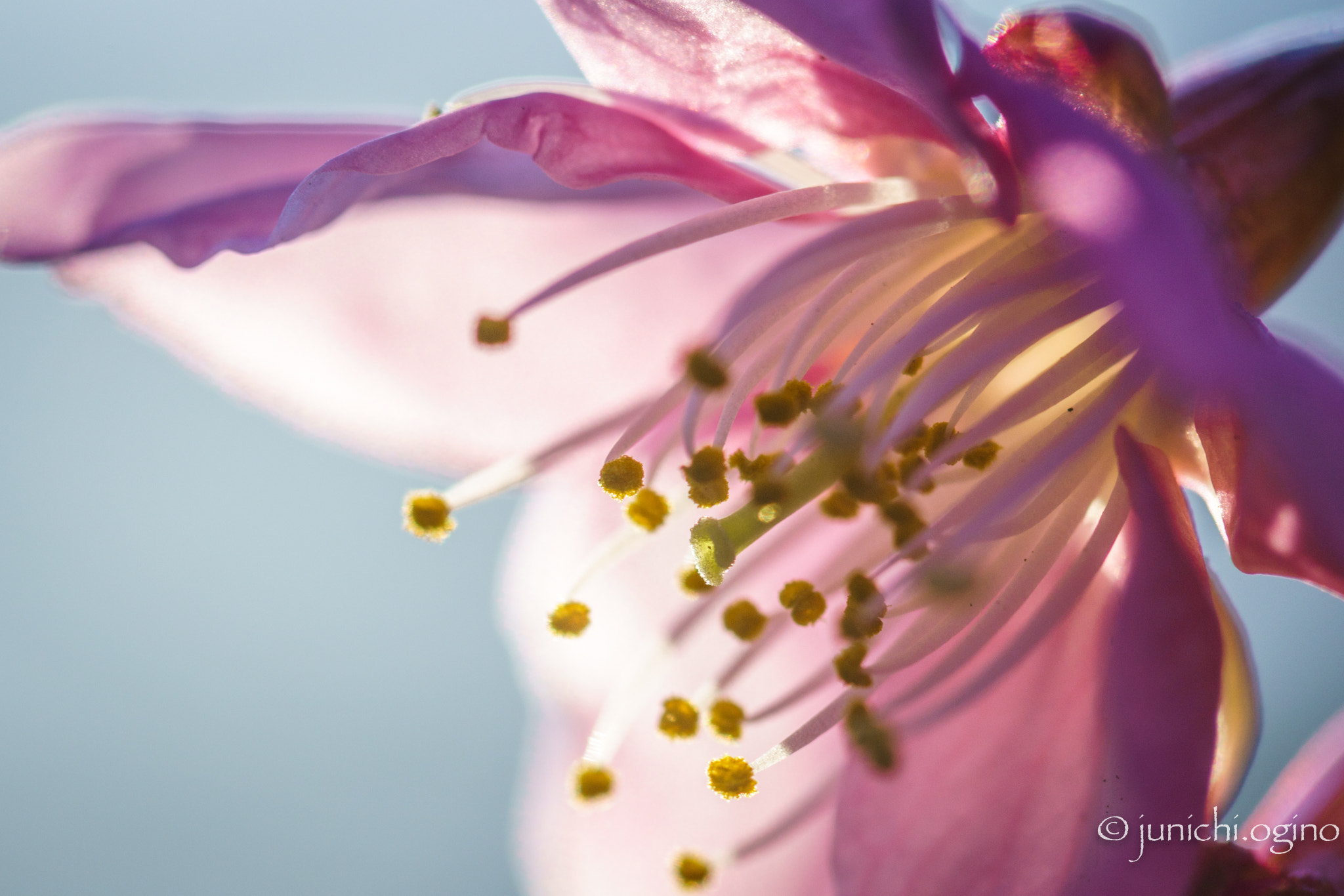 Minolta AF 100mm F2.8 Macro [New] sample photo. Transparent photography