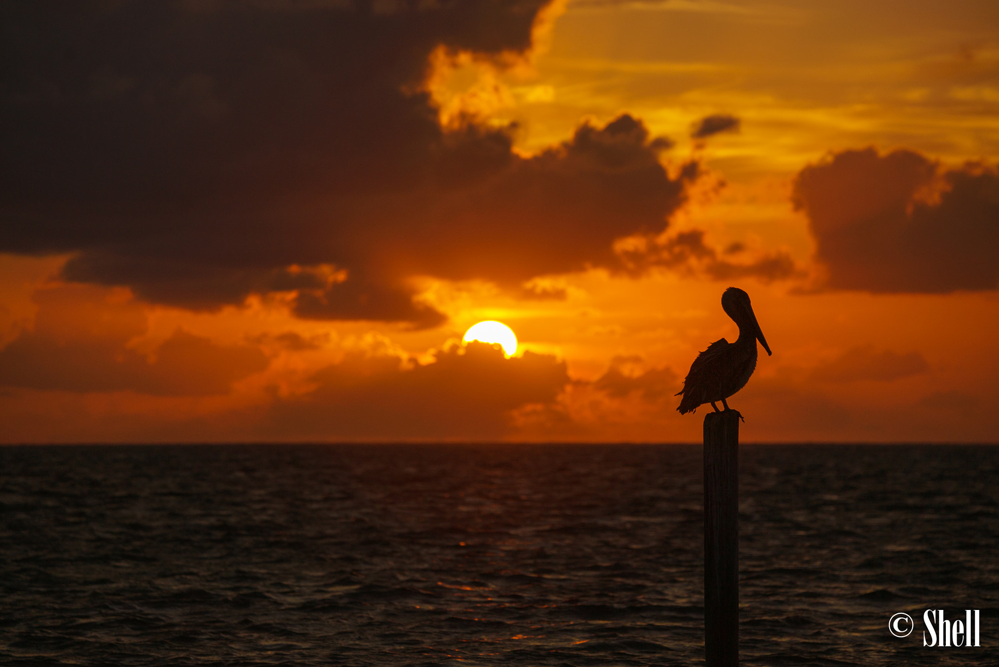 Sony a7S II + Sony 70-400mm F4-5.6 G SSM sample photo. Sunrise with pelican photography