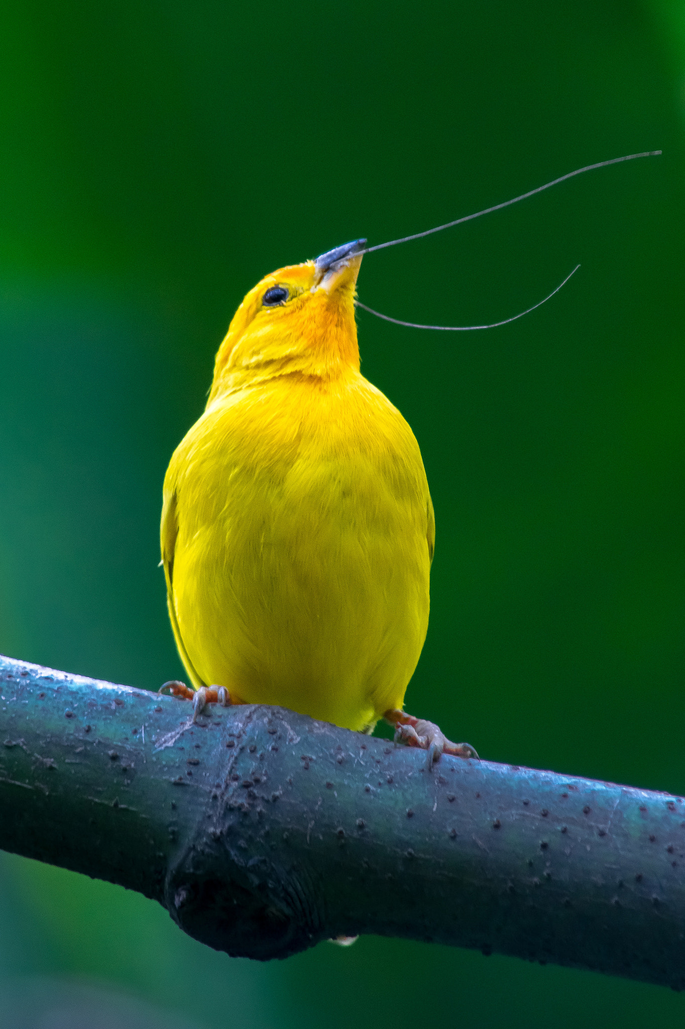 Sony 75-300mm F4.5-5.6 sample photo. Canario photography