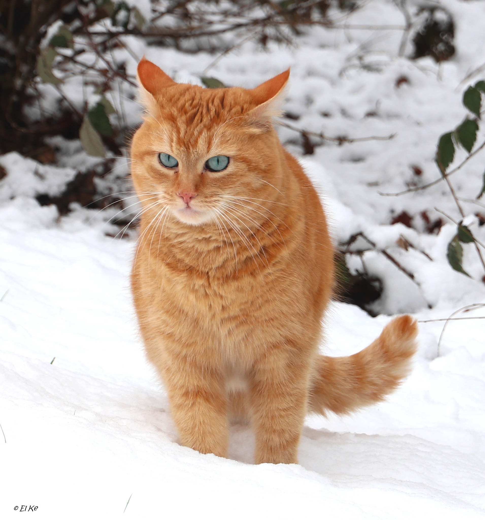 Canon EOS 80D + Canon EF-S 15-85mm F3.5-5.6 IS USM sample photo. Mika in the snow photography