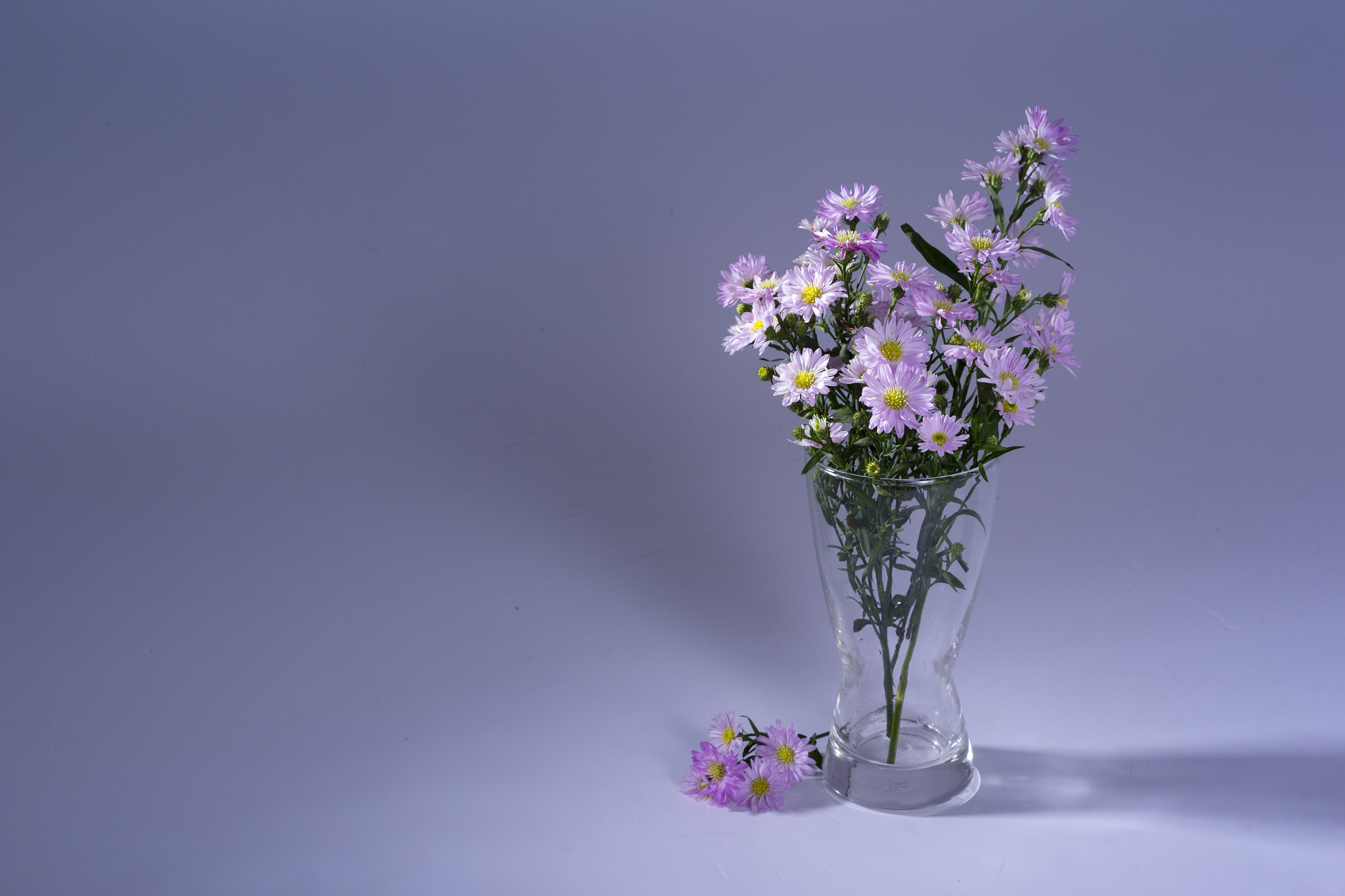 Canon EOS 60D + Canon EF 40mm F2.8 STM sample photo. Daisy photography