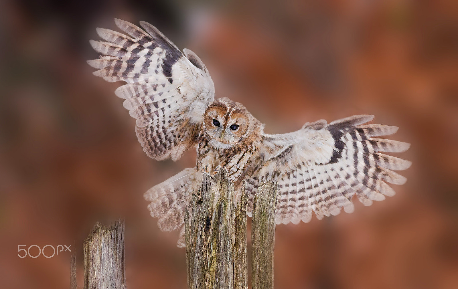 Canon EOS 80D + Canon EF 400mm F5.6L USM sample photo. Puštík obecný photography