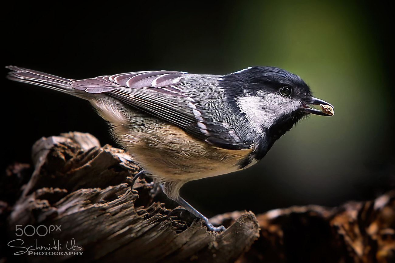 Canon EF 70-200mm F2.8L IS USM sample photo. Die kohlmeise (parus major) photography