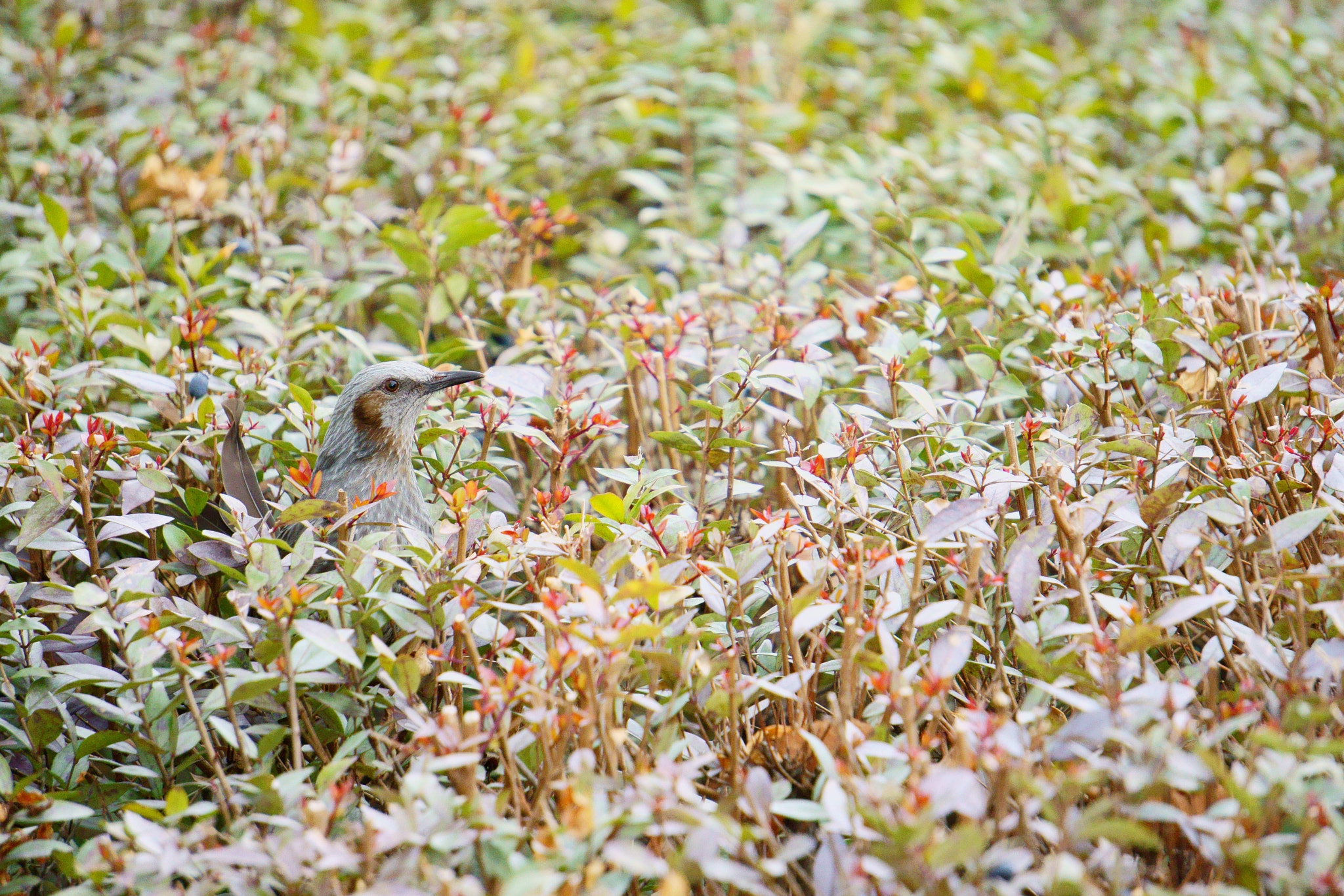 Sony a6000 + Sony FE 24-240mm F3.5-6.3 OSS sample photo. 鳥 photography