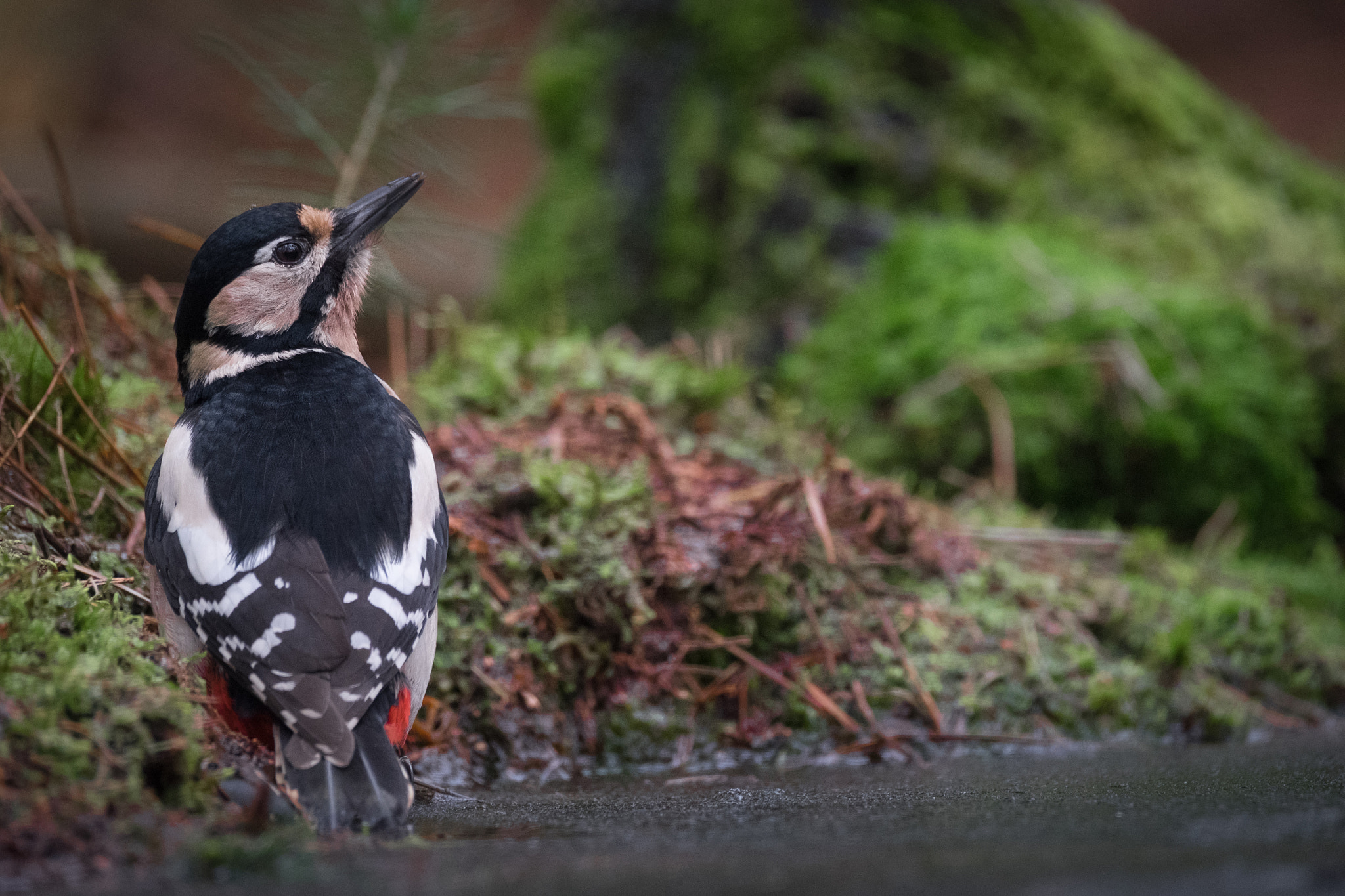Fujifilm XF 100-400mm F4.5-5.6 R LM OIS WR sample photo. Woodpecker photography