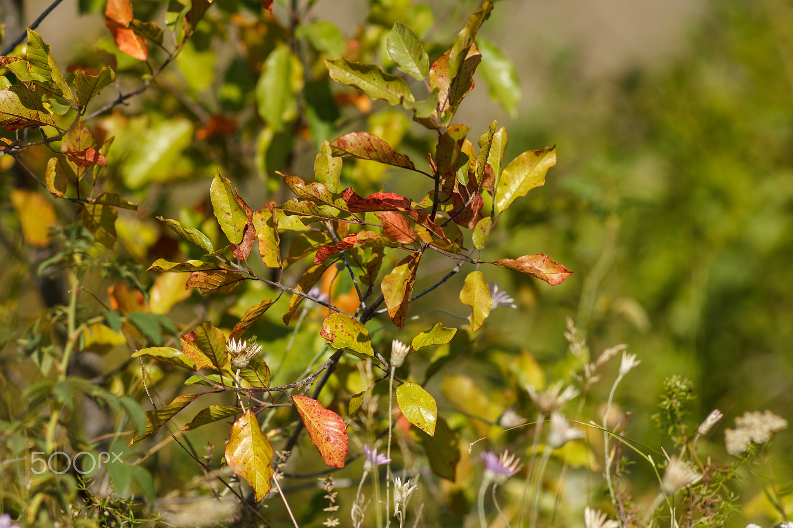 Canon EF 35-80mm f/4-5.6 sample photo. Tree with yellowing leaves photography