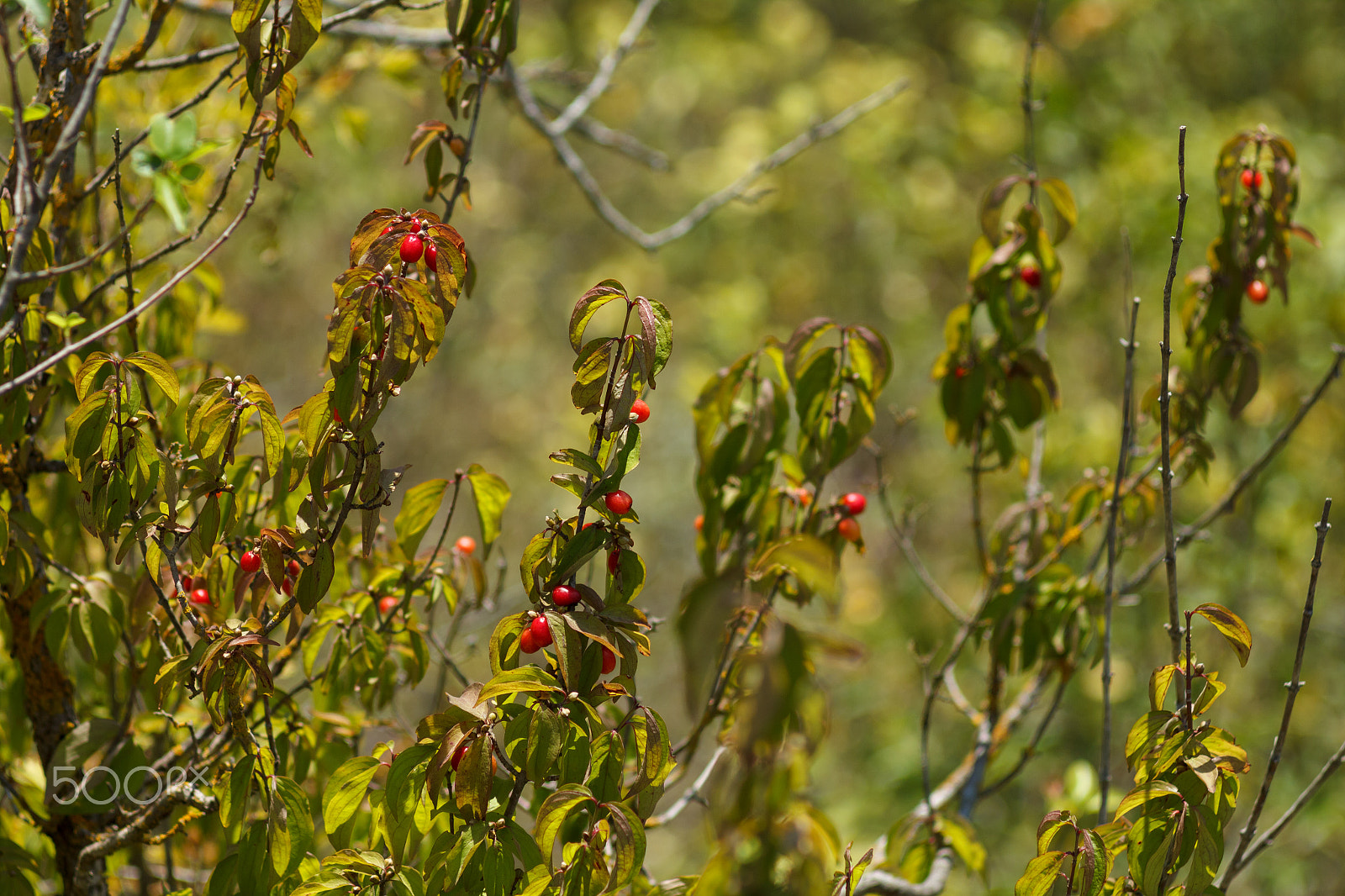 Canon EF 35-80mm f/4-5.6 sample photo. Dogwood berries on a branch photography