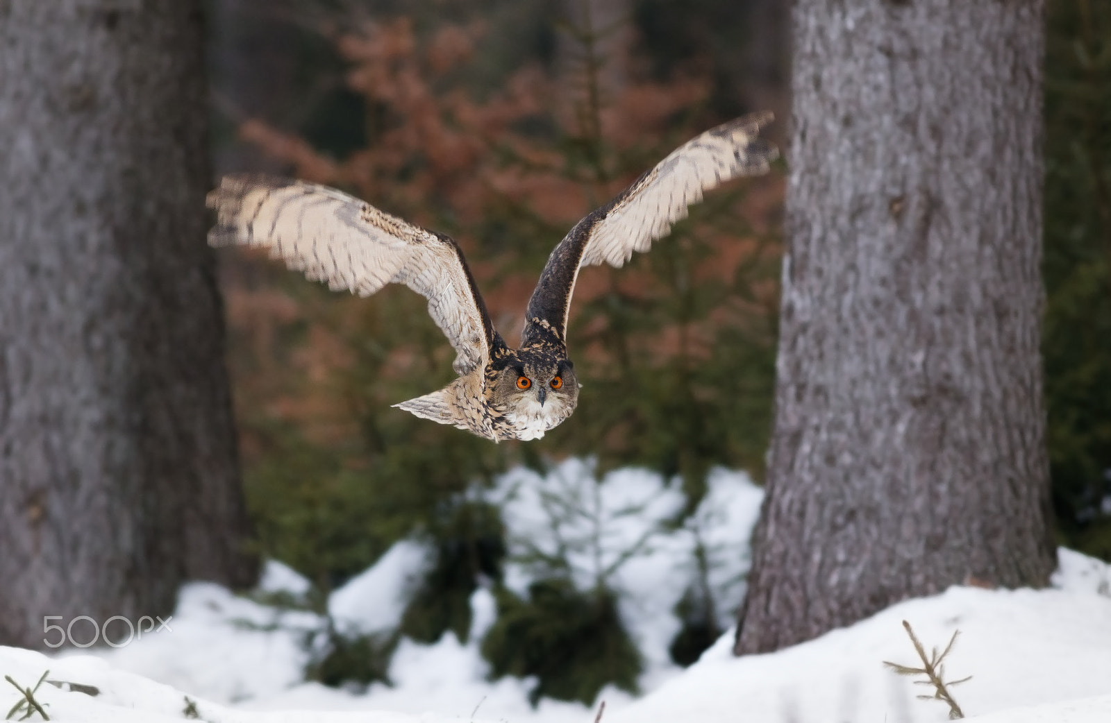 Canon EOS 80D + Canon EF 400mm F5.6L USM sample photo. Výr veliký photography