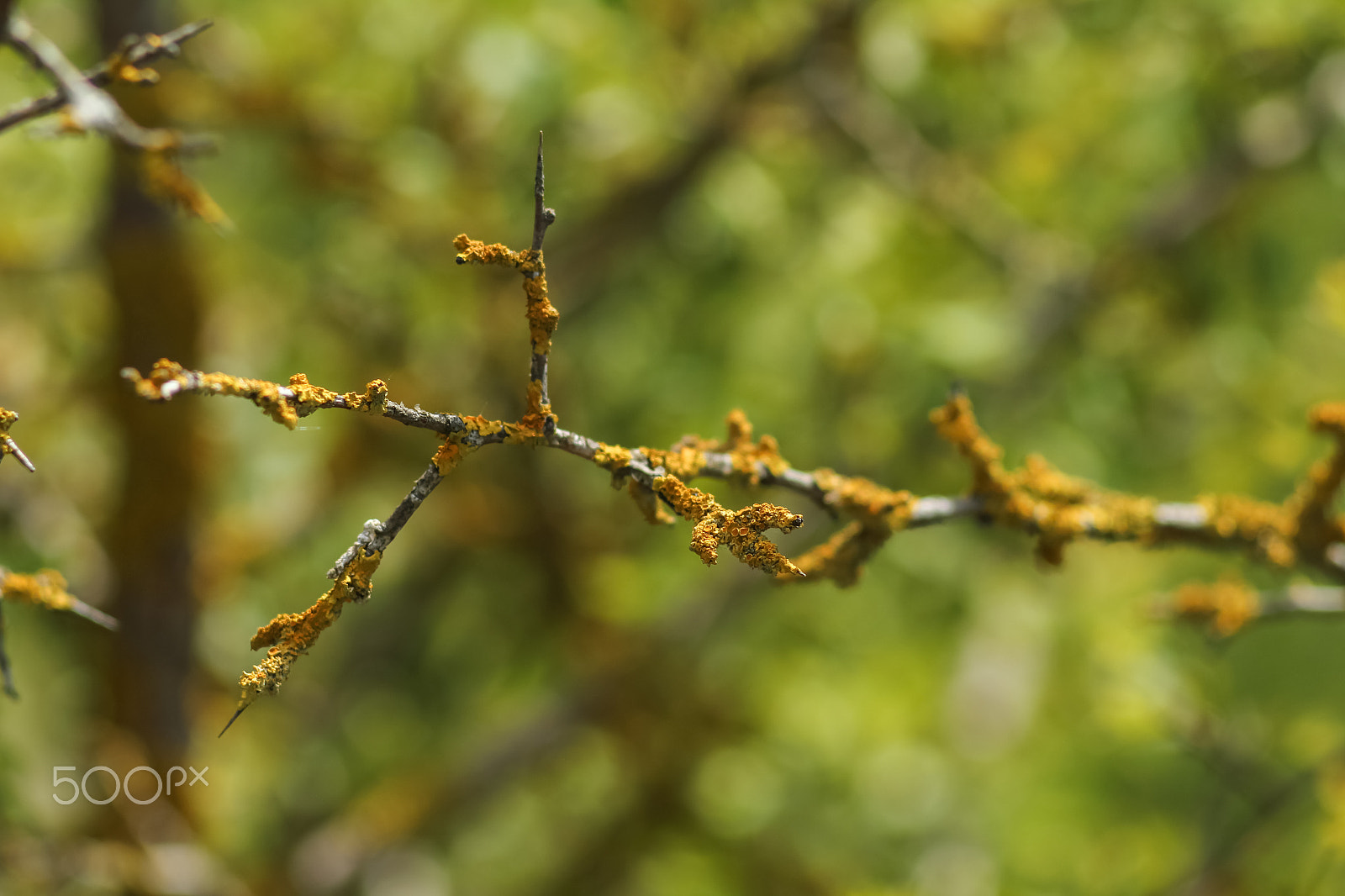 Canon EOS 550D (EOS Rebel T2i / EOS Kiss X4) sample photo. Branch with yellow lichen photography