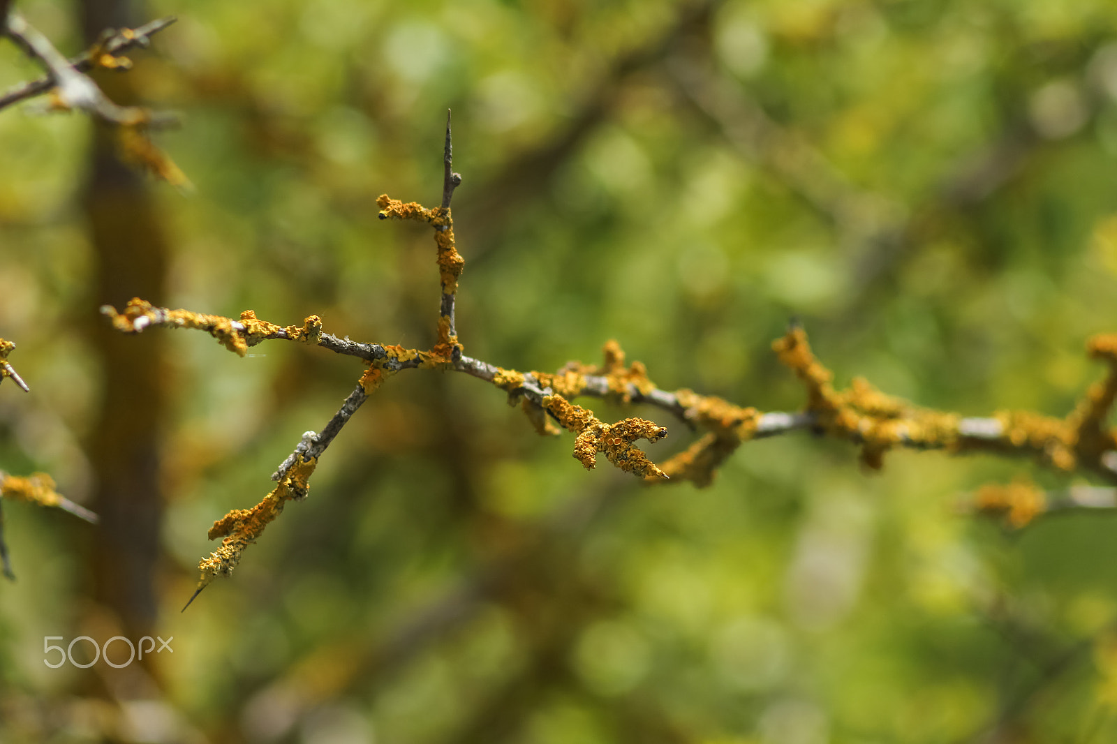 Canon EF 35-80mm f/4-5.6 sample photo. Branch with yellow lichen photography