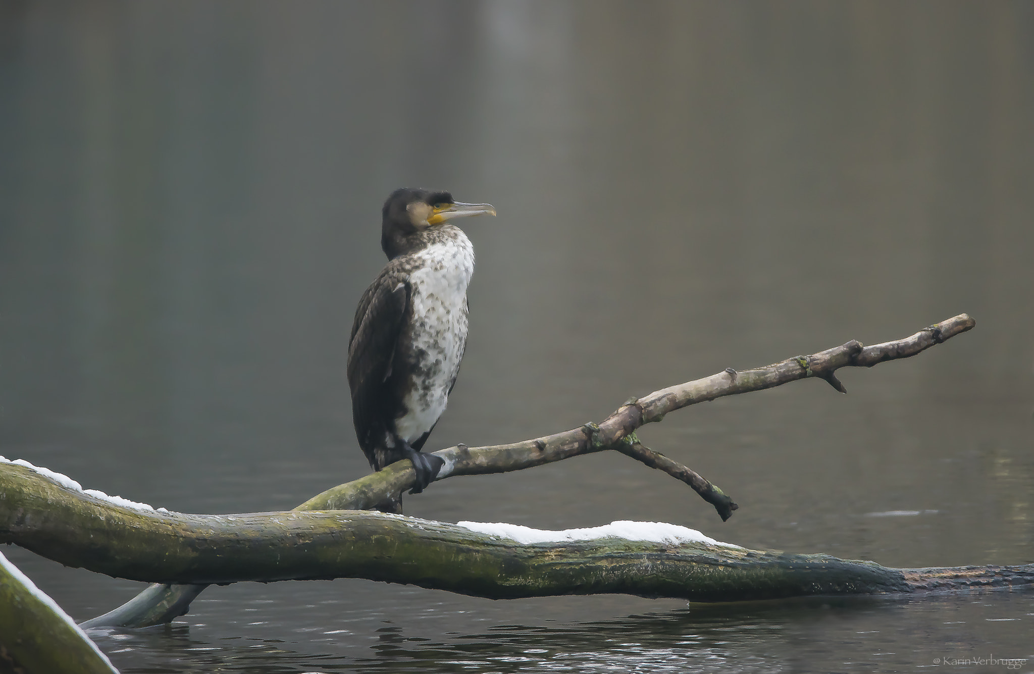 Nikon D5300 + Sigma 120-400mm F4.5-5.6 DG OS HSM sample photo. Cormorant in winter photography