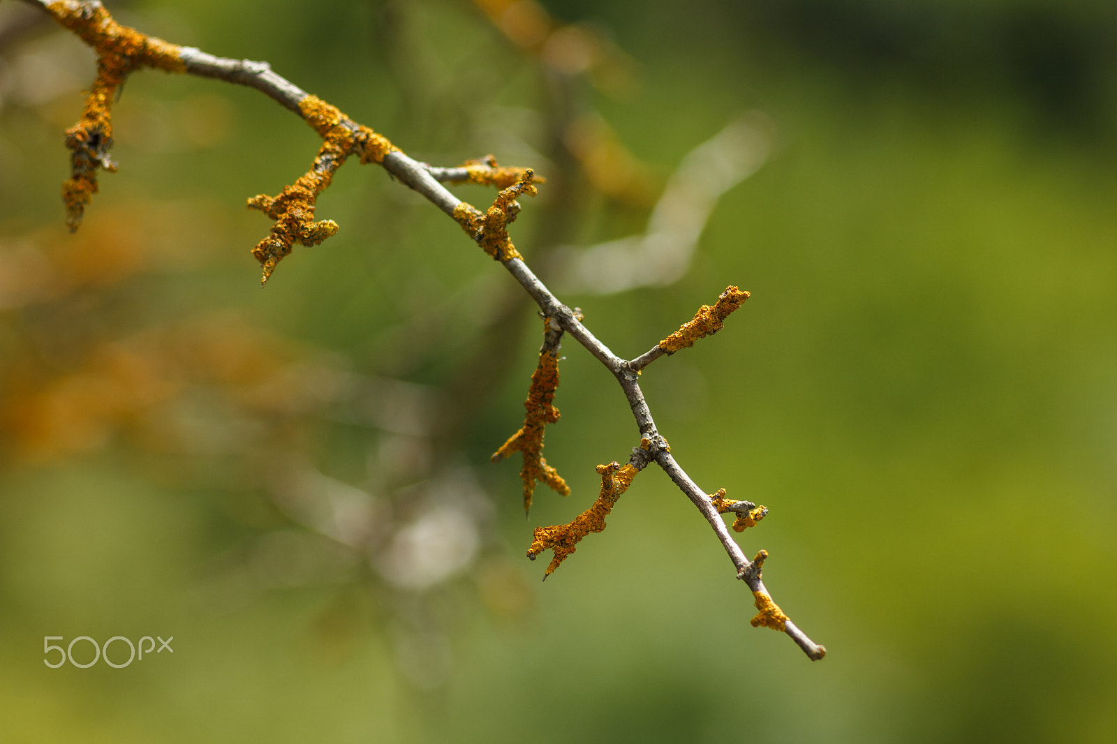 Canon EF 35-80mm f/4-5.6 sample photo. Branch with yellow lichen photography