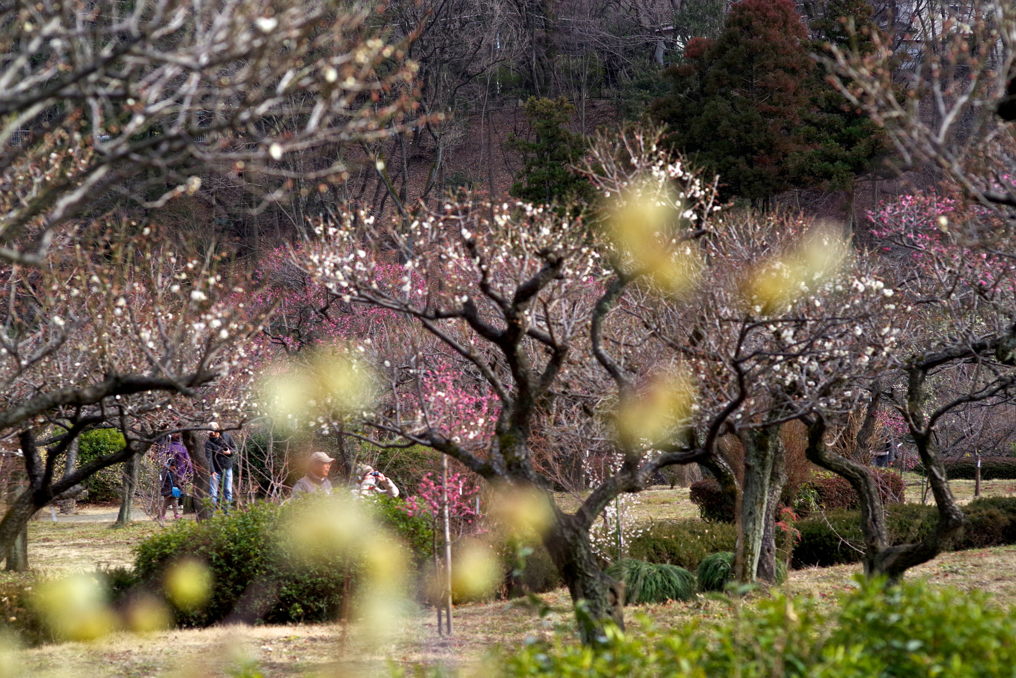 Pentax K-1 + Sigma sample photo. Spring garden photography