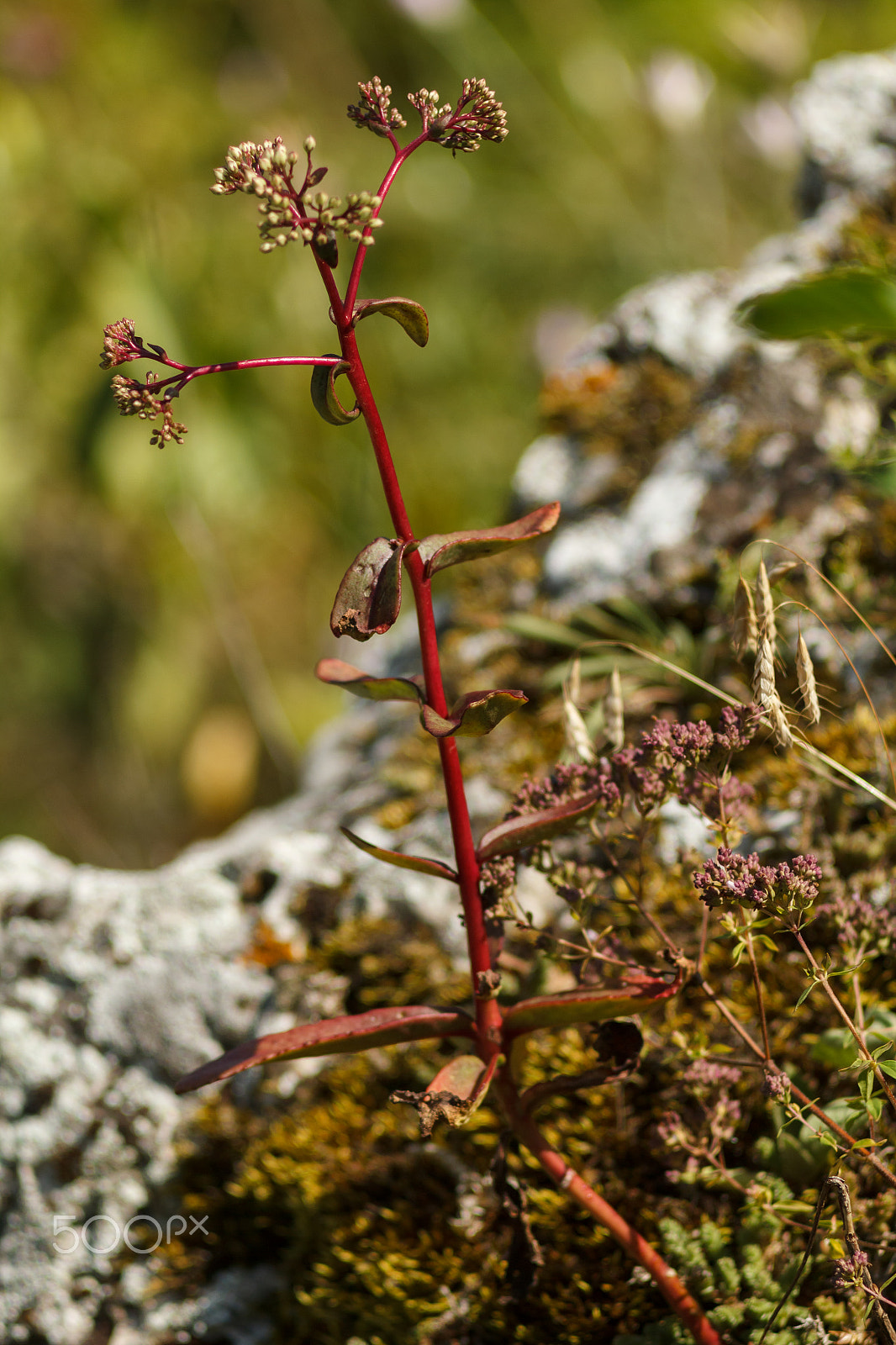 Canon EF 35-80mm f/4-5.6 sample photo. Red plant on a stone photography