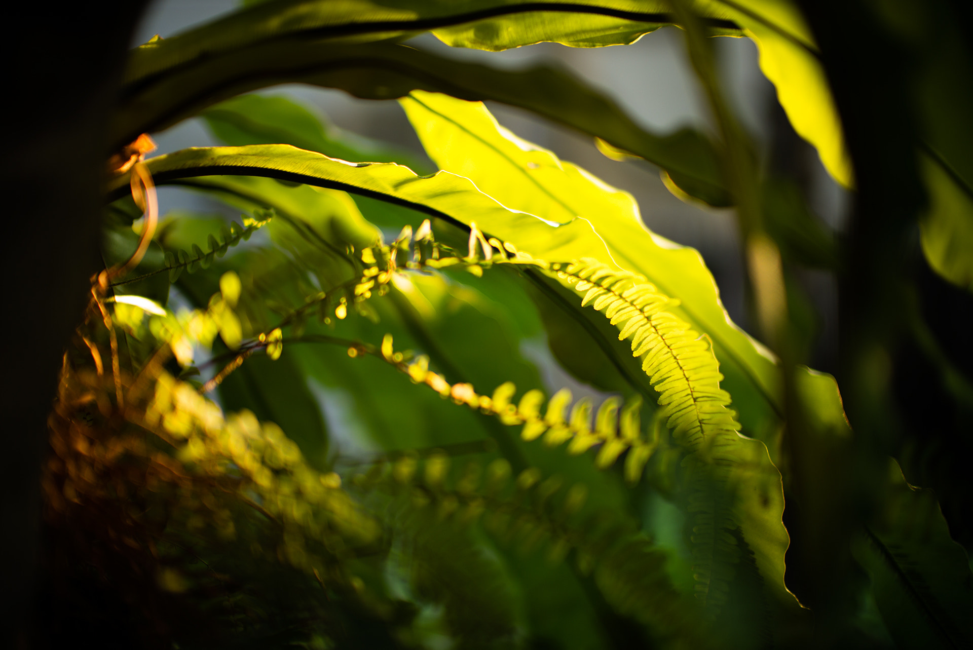 Leica Noctilux-M 50mm F0.95 ASPH sample photo. L photography
