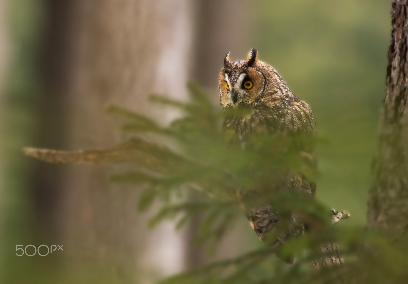 Canon EOS 80D + Canon EF 400mm F5.6L USM sample photo. Kalous ušatý photography