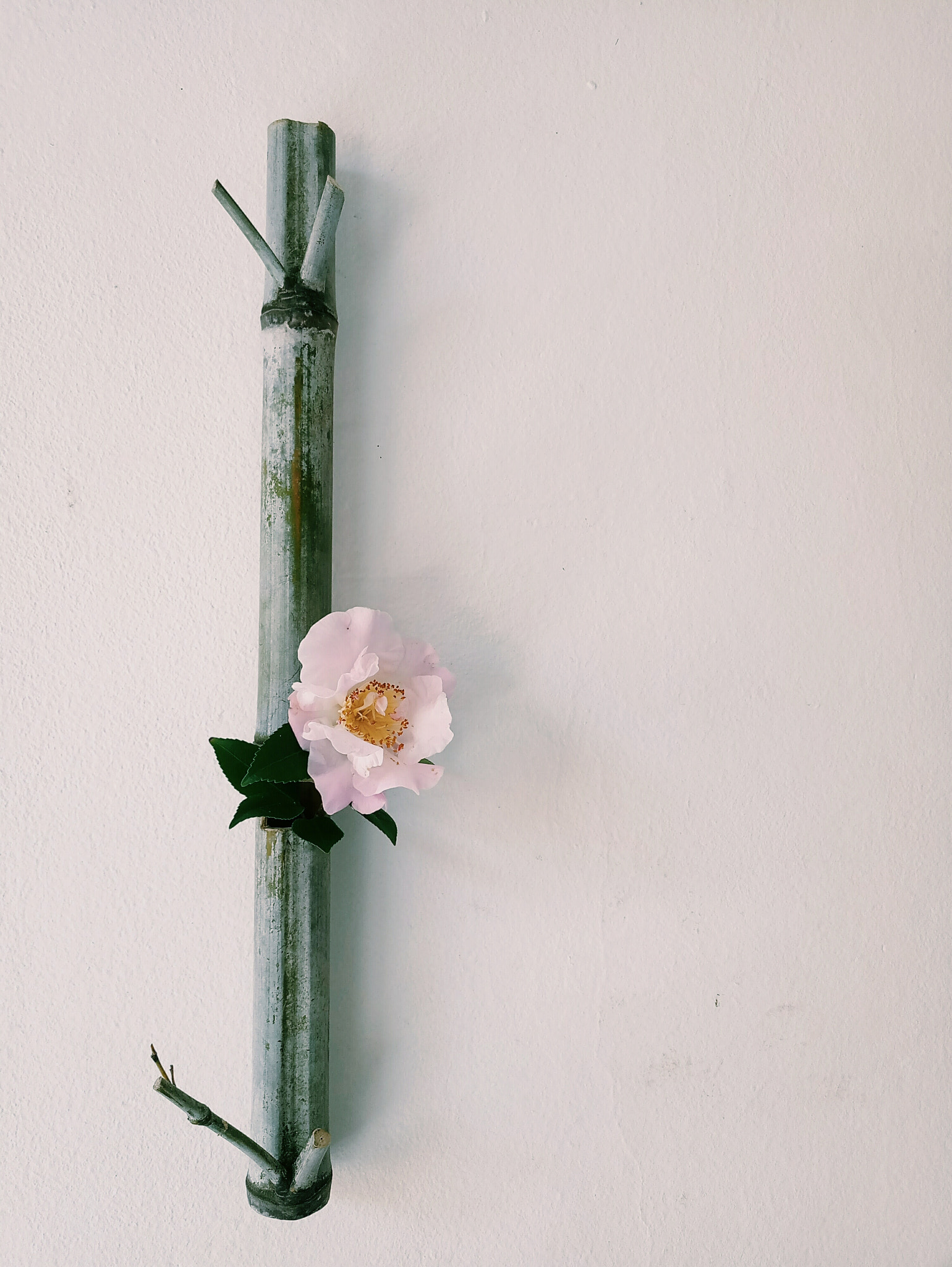 Meizu MX6 sample photo. 茶花一支 photography