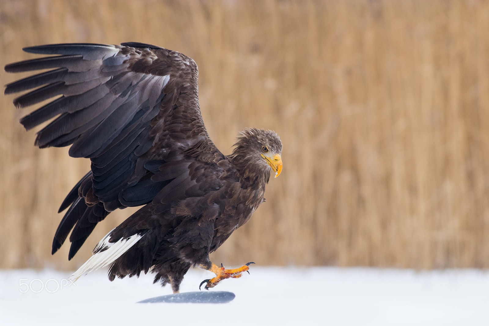 Canon EOS 80D + Canon EF 400mm F5.6L USM sample photo. Orel mořský photography