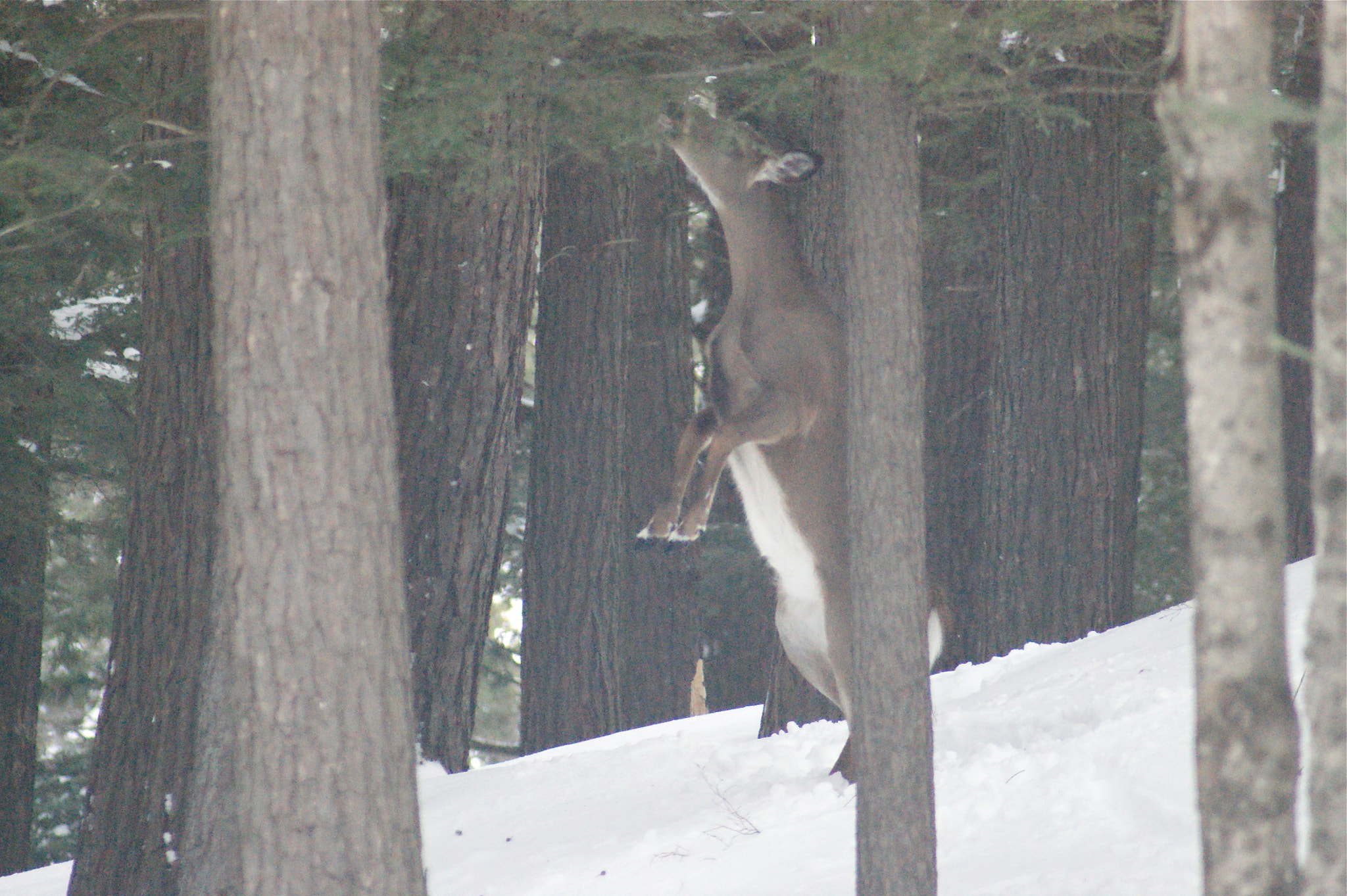 Sony 75-300mm F4.5-5.6 sample photo. Standing deer photography