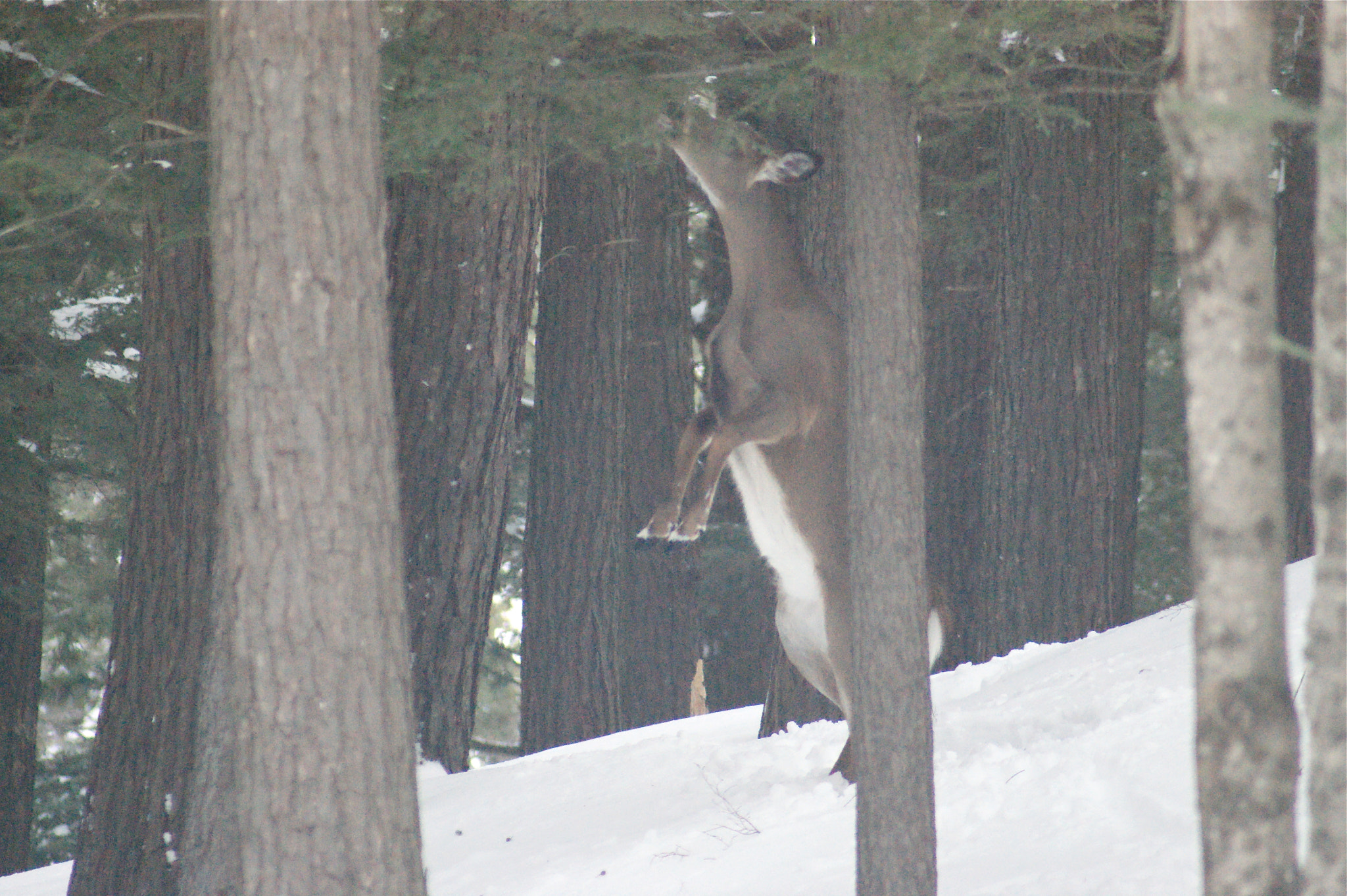 Sony Alpha DSLR-A380 sample photo. Standing deer photography