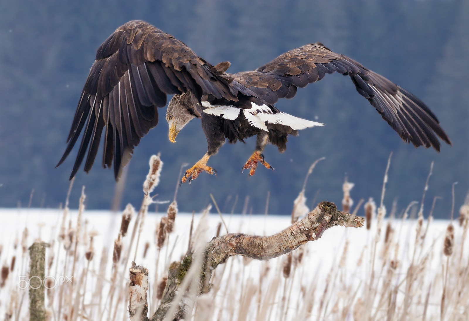 Canon EOS 80D + Canon EF 200mm F2.8L II USM sample photo. Orel mořský photography