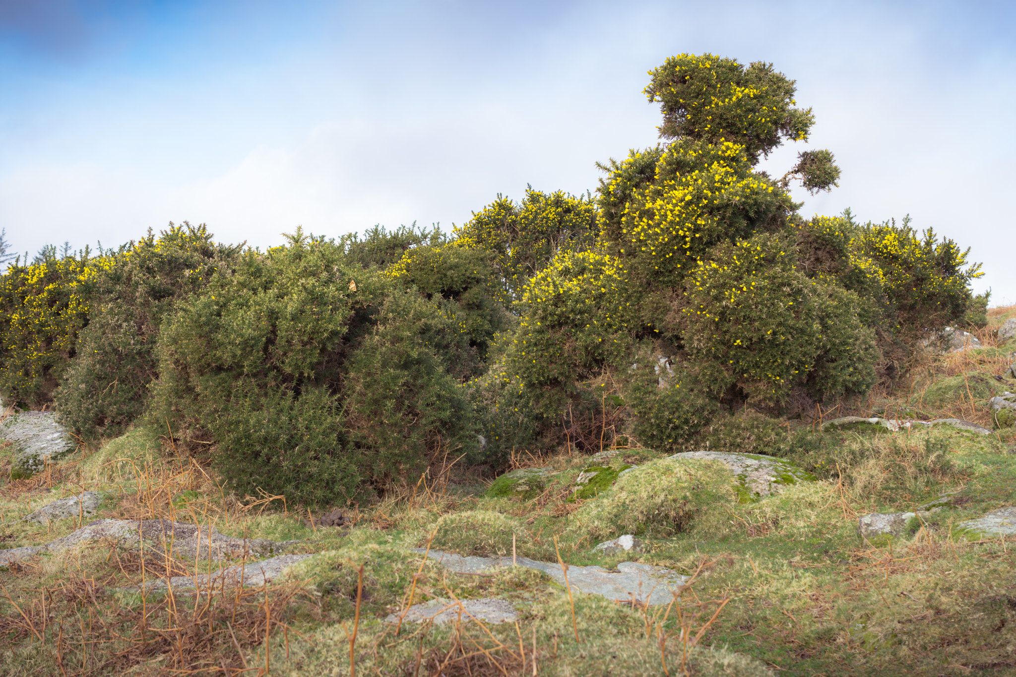 Nikon AF-S DX Micro Nikkor 40mm F2.8 sample photo. Gorse photography