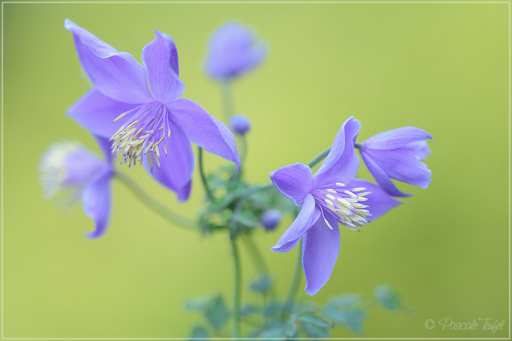 Sigma 150mm F2.8 EX DG Macro HSM sample photo. Delicate beauty photography