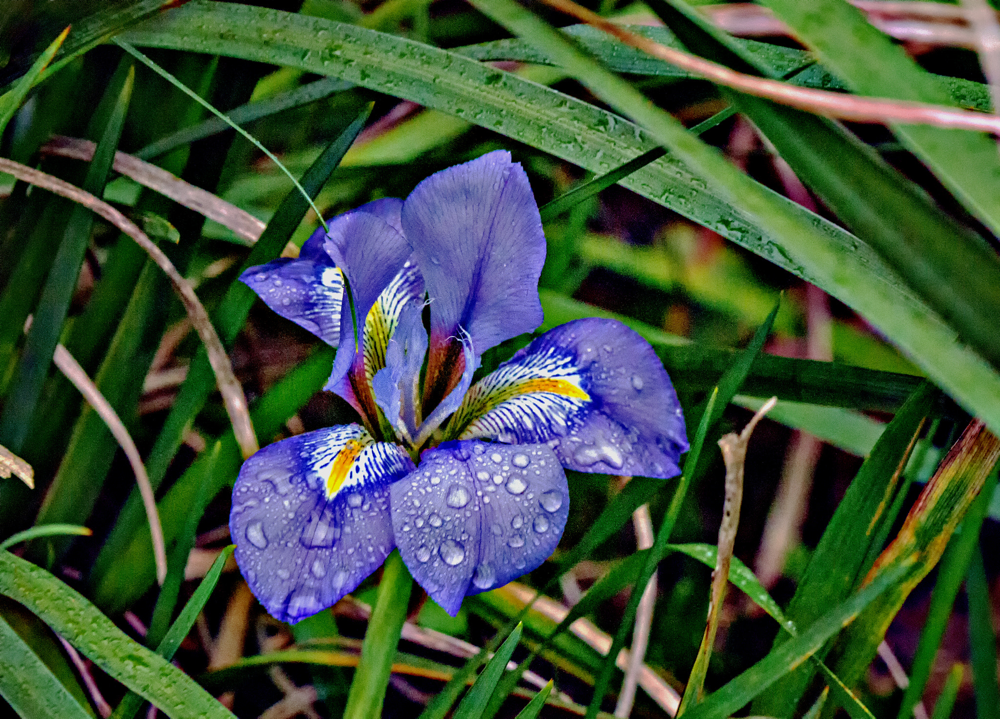 Panasonic Lumix DMC-G5 sample photo. Blue iris photography