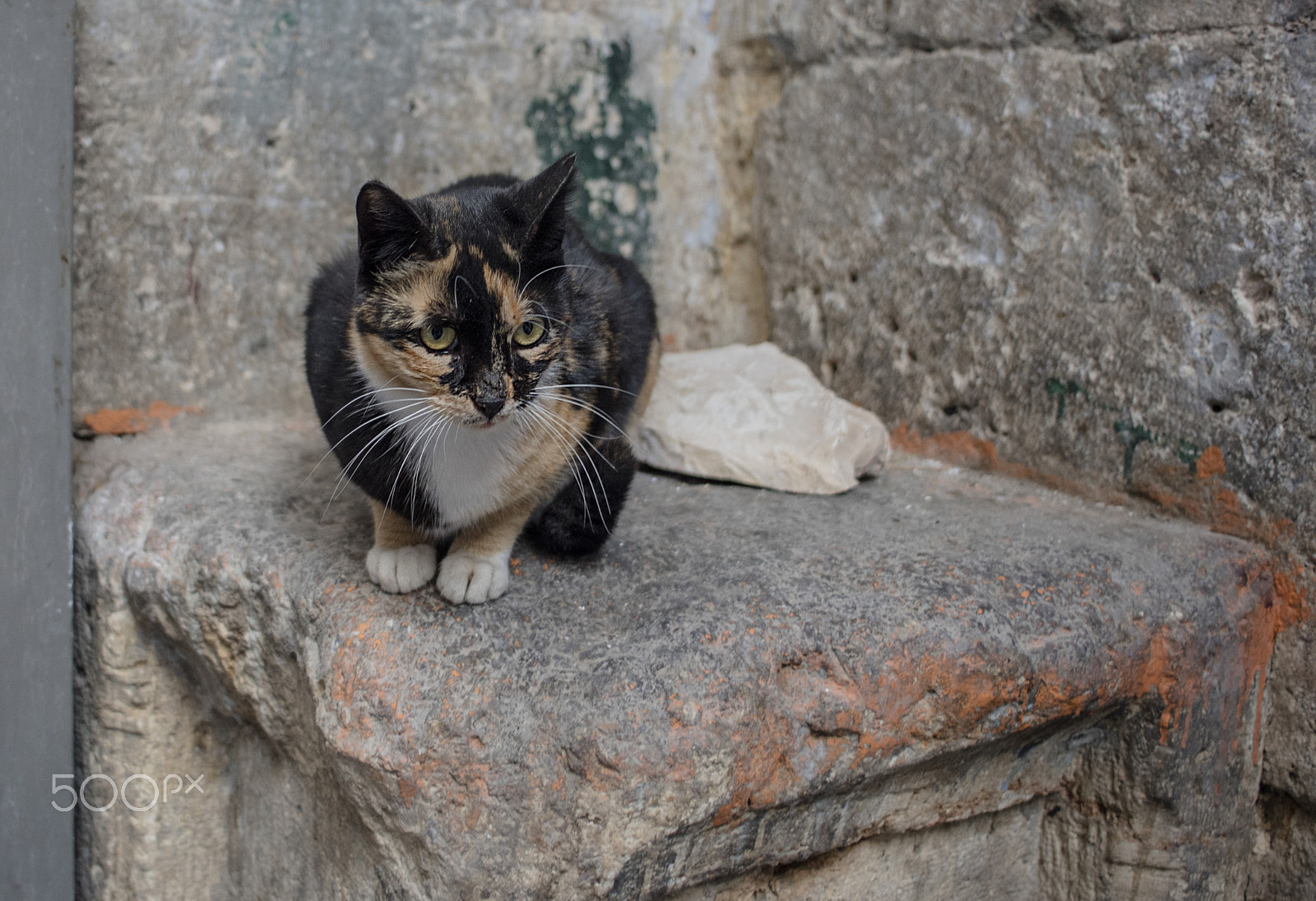 Nikon D750 + Nikon AF Nikkor 24mm F2.8D sample photo. Homeless cat photography