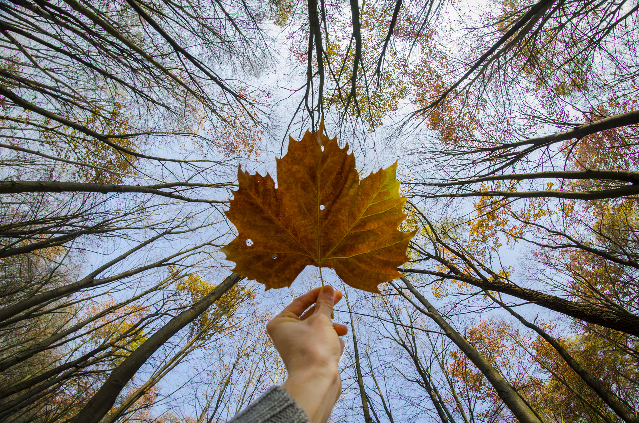 Nikon D7000 + Samyang 8mm F3.5 Aspherical IF MC Fisheye sample photo. Fullness photography