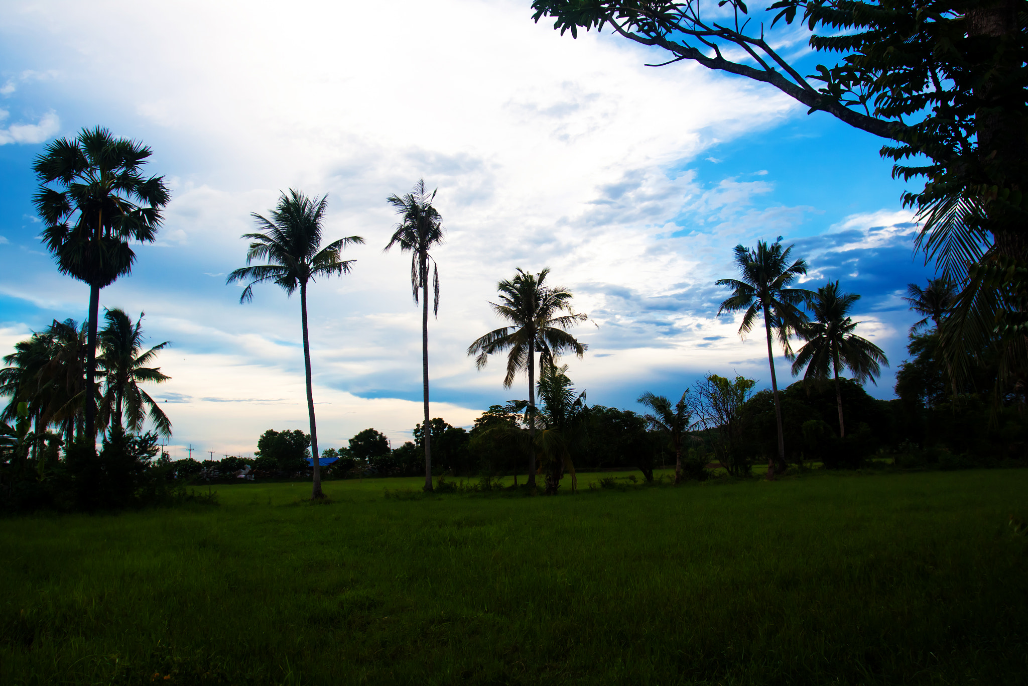 Canon EOS 50D + Canon EF 17-40mm F4L USM sample photo. Nice palm trees in the blue sky. coconut palm trees photography