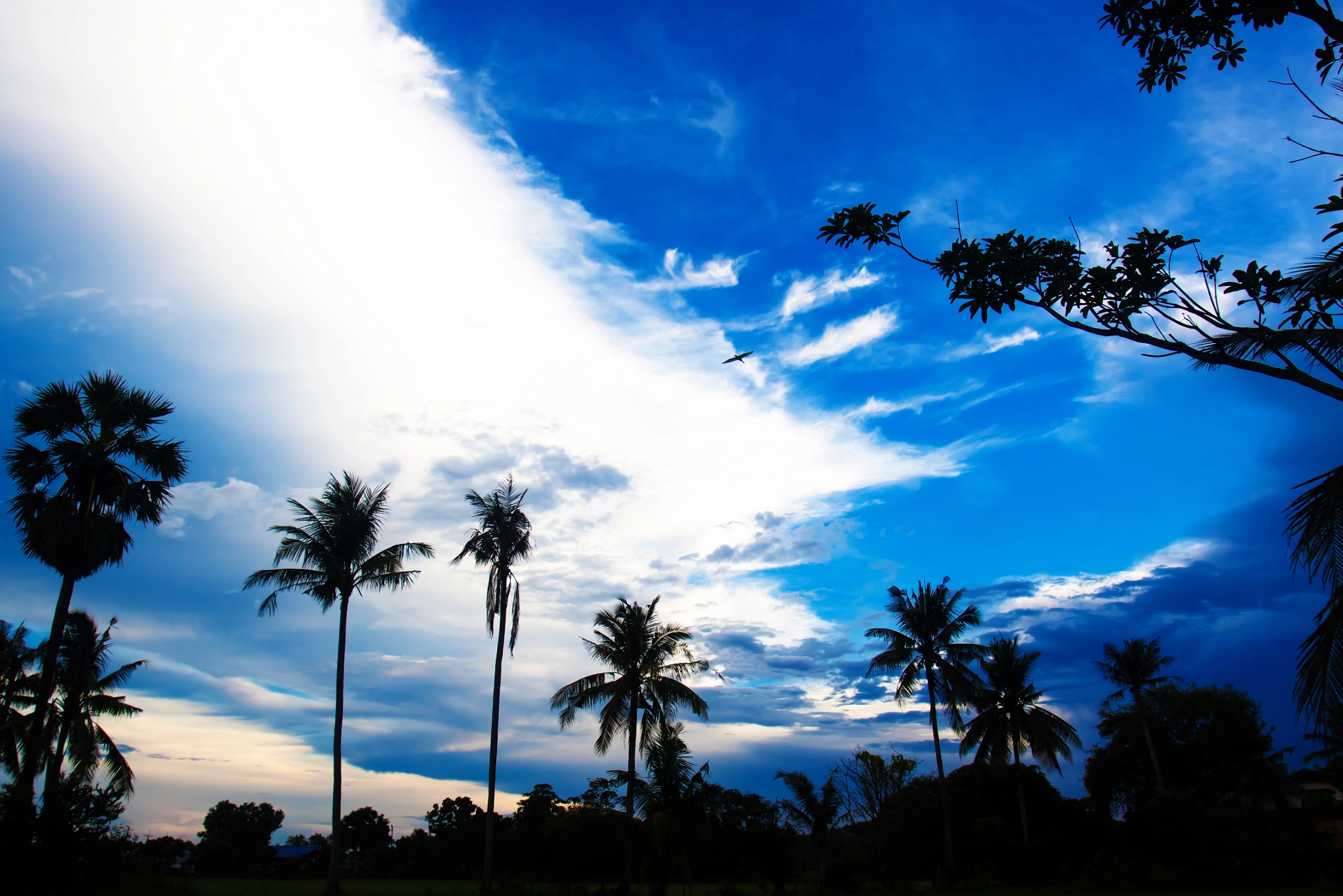 Canon EOS 50D + Canon EF 17-40mm F4L USM sample photo. Nice palm trees in the blue sky. coconut palm trees photography