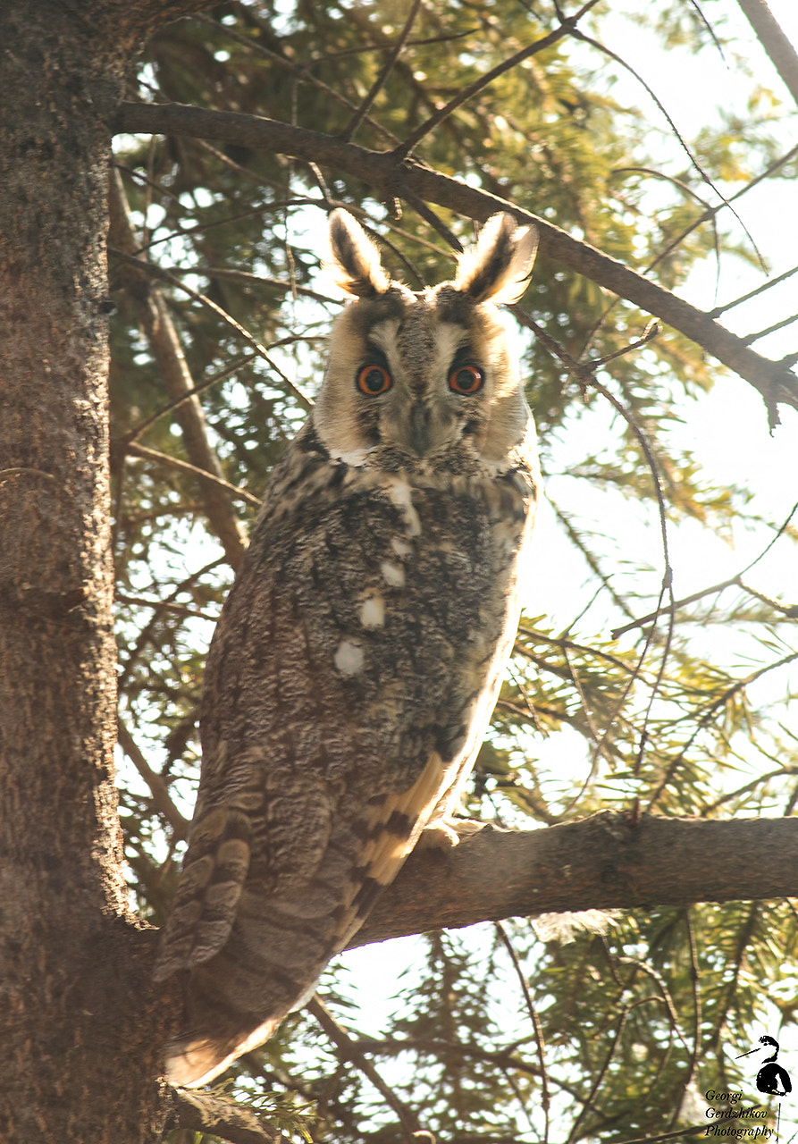 Canon EOS 70D + Canon EF 400mm F5.6L USM sample photo. Long-eared owl (asio otus) photography