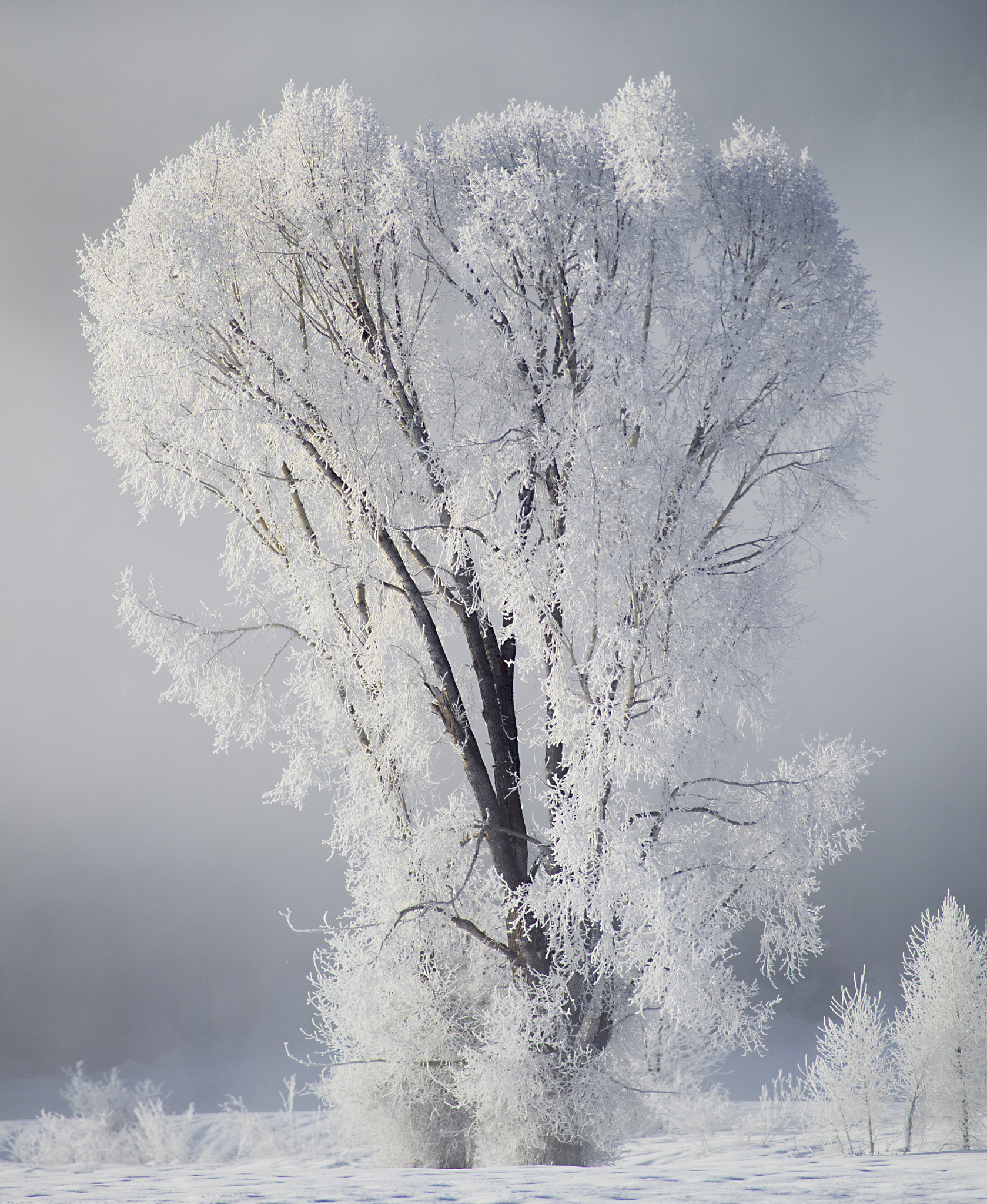 Canon EF 200mm F2.8L II USM sample photo. Frozen willow tree in grand teton national park. photography