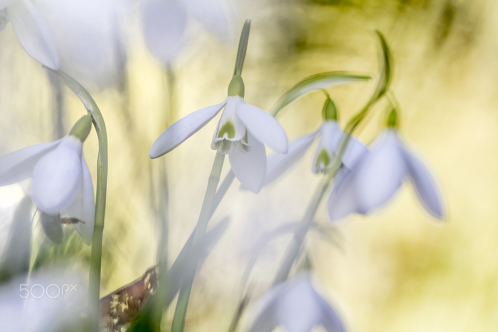 Canon EF 100mm F2.8 Macro USM sample photo. Snowdrops photography