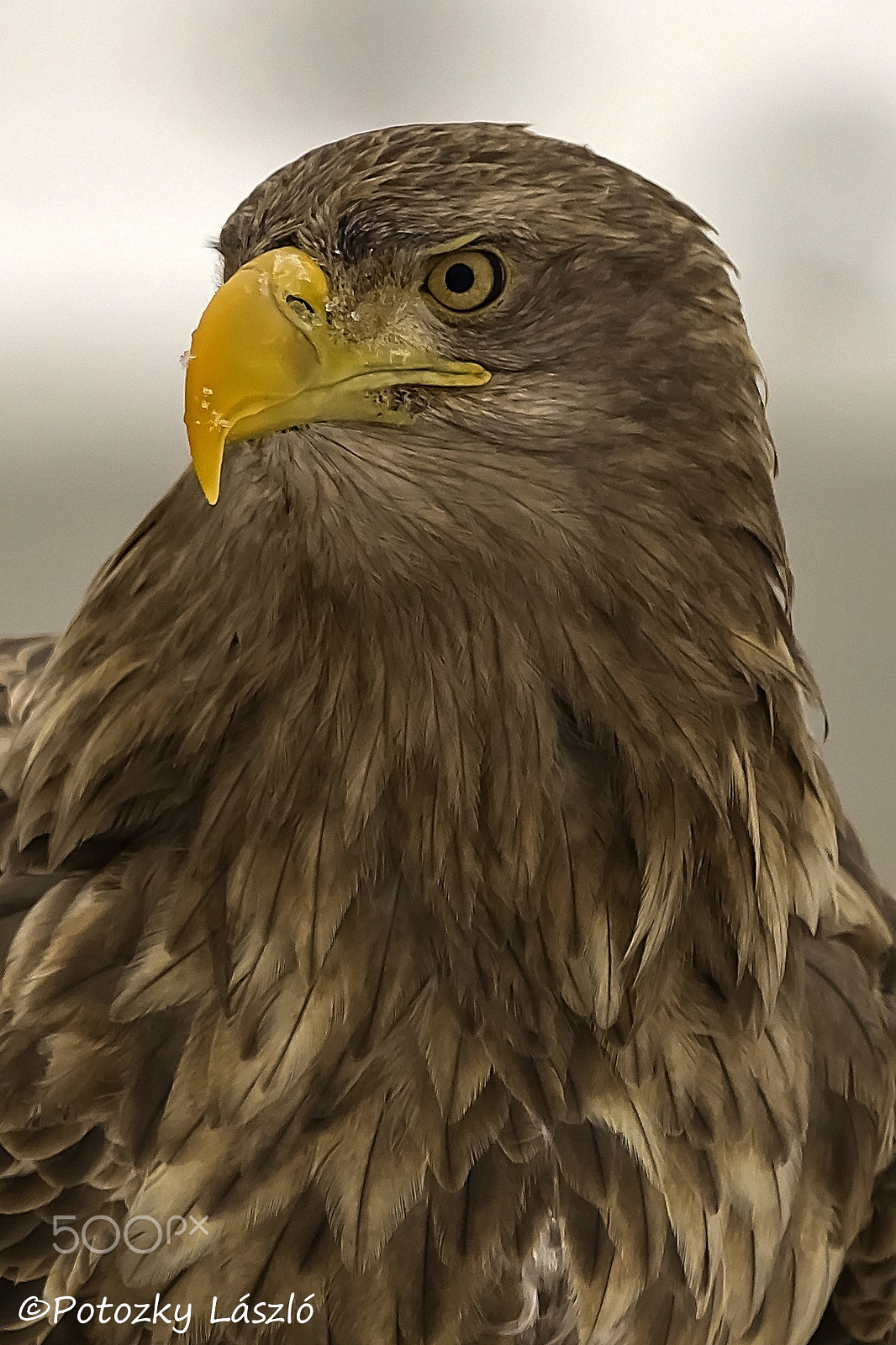 Olympus OM-D E-M1 Mark II + OLYMPUS M.300mm F4.0 sample photo. Eagle portrait photography