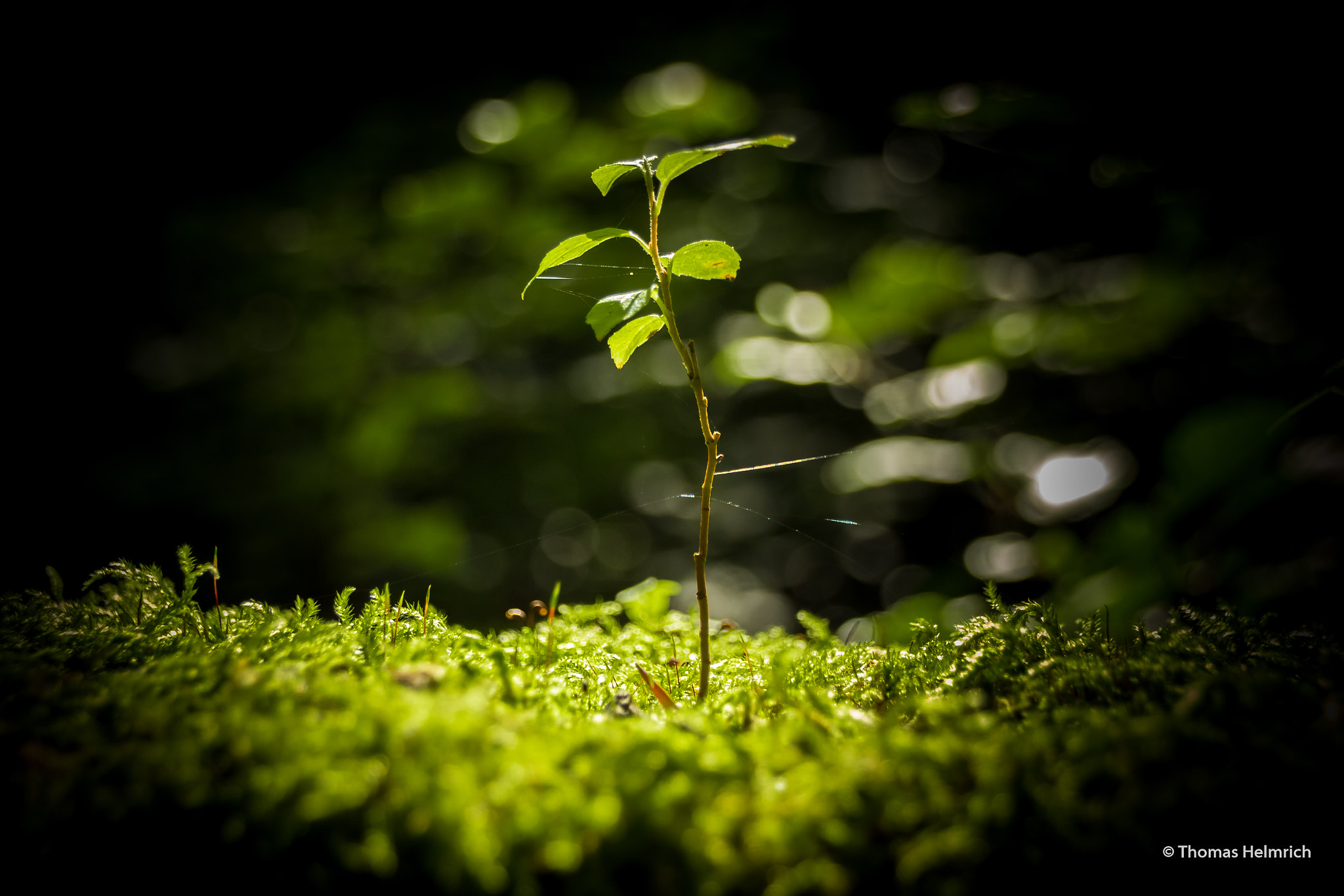 Sigma 18-250mm F3.5-6.3 DC OS HSM sample photo. Baum photography