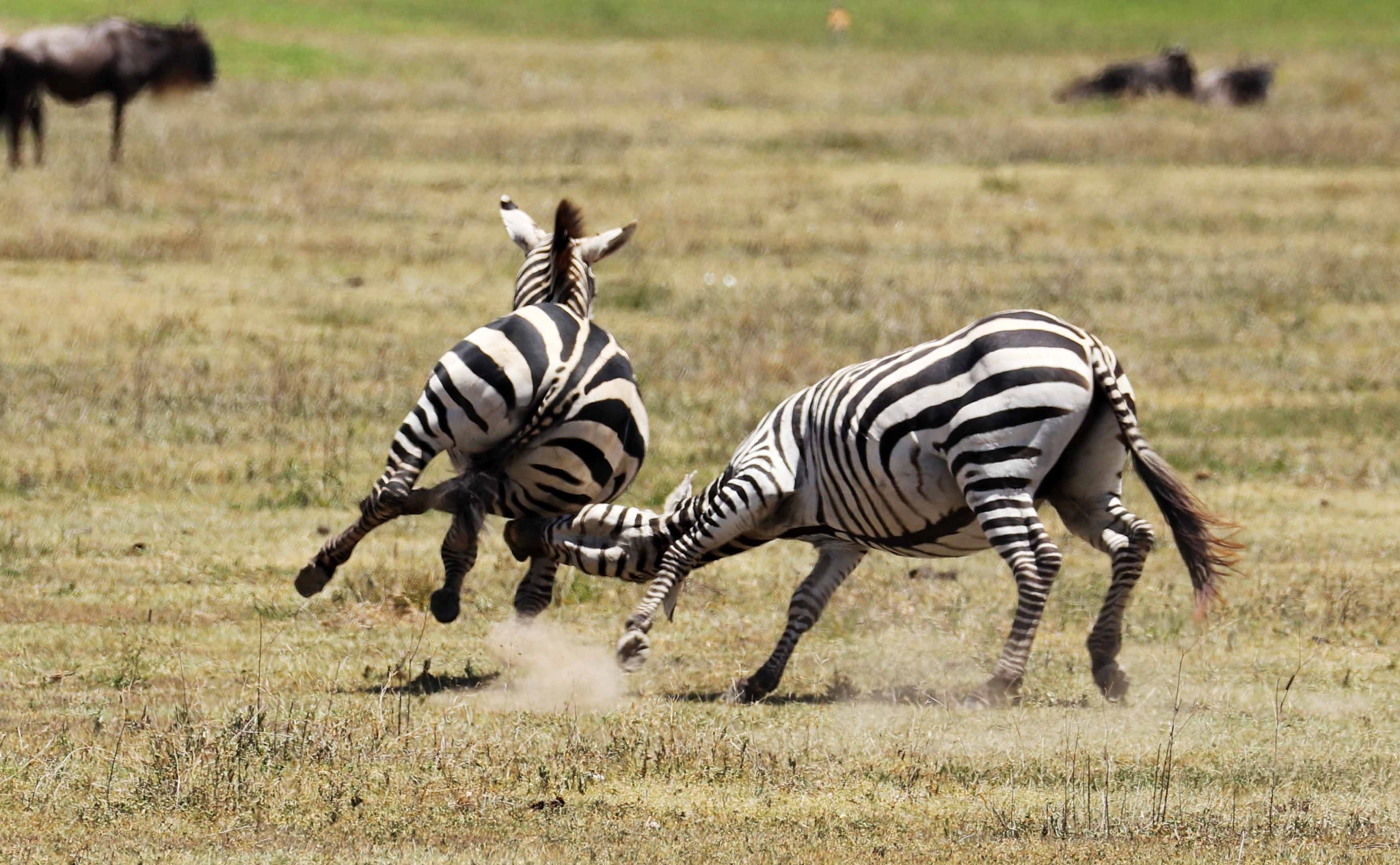 Canon EOS 80D sample photo. Zebras in ngorongoro crater, tanzania photography