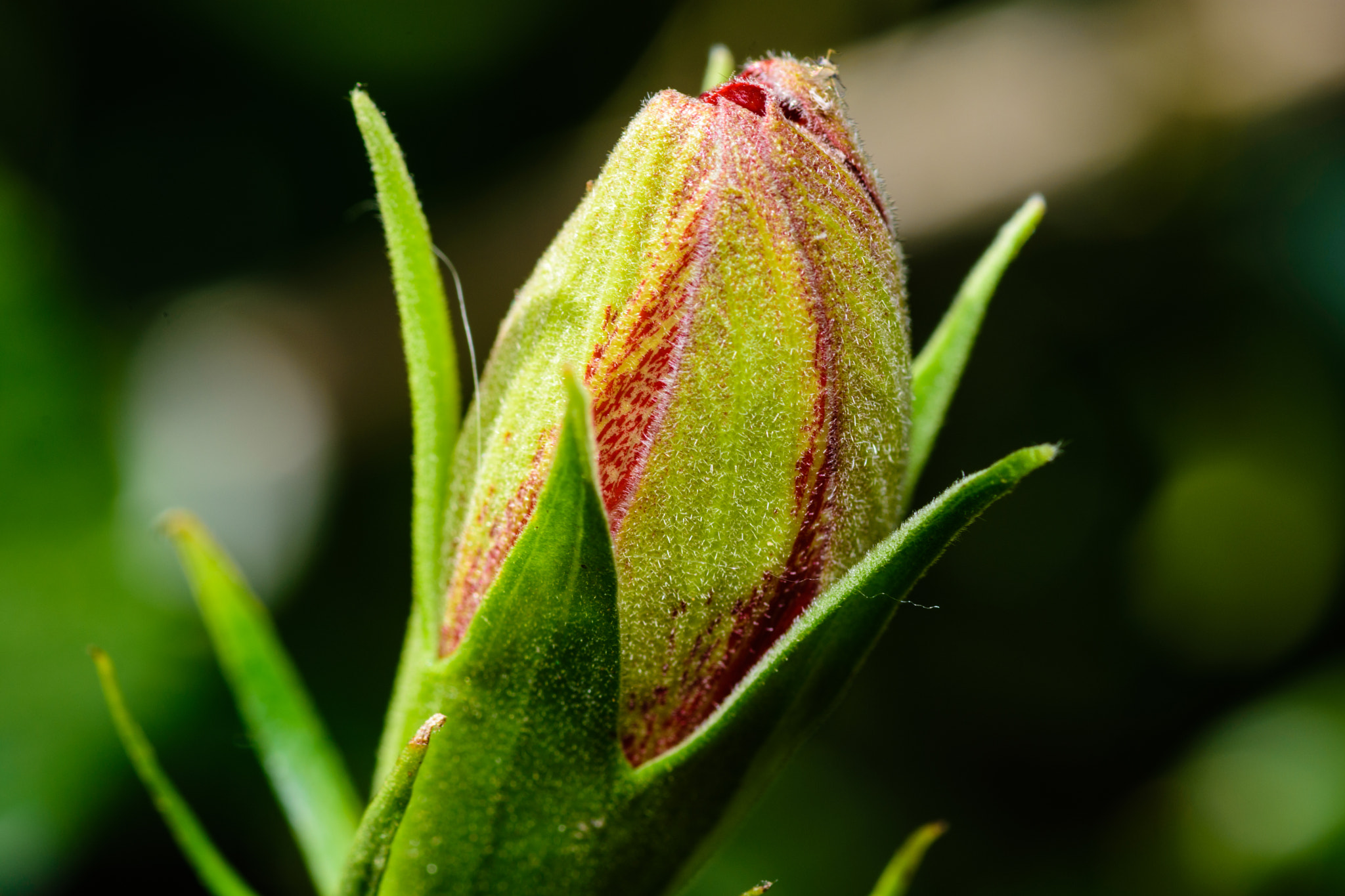 Nikon D7200 sample photo. Birth of a flower photography