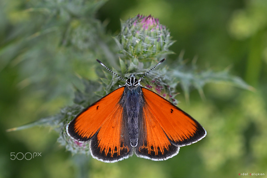 Sigma 105mm F2.8 EX DG OS HSM sample photo. Butterfly photography