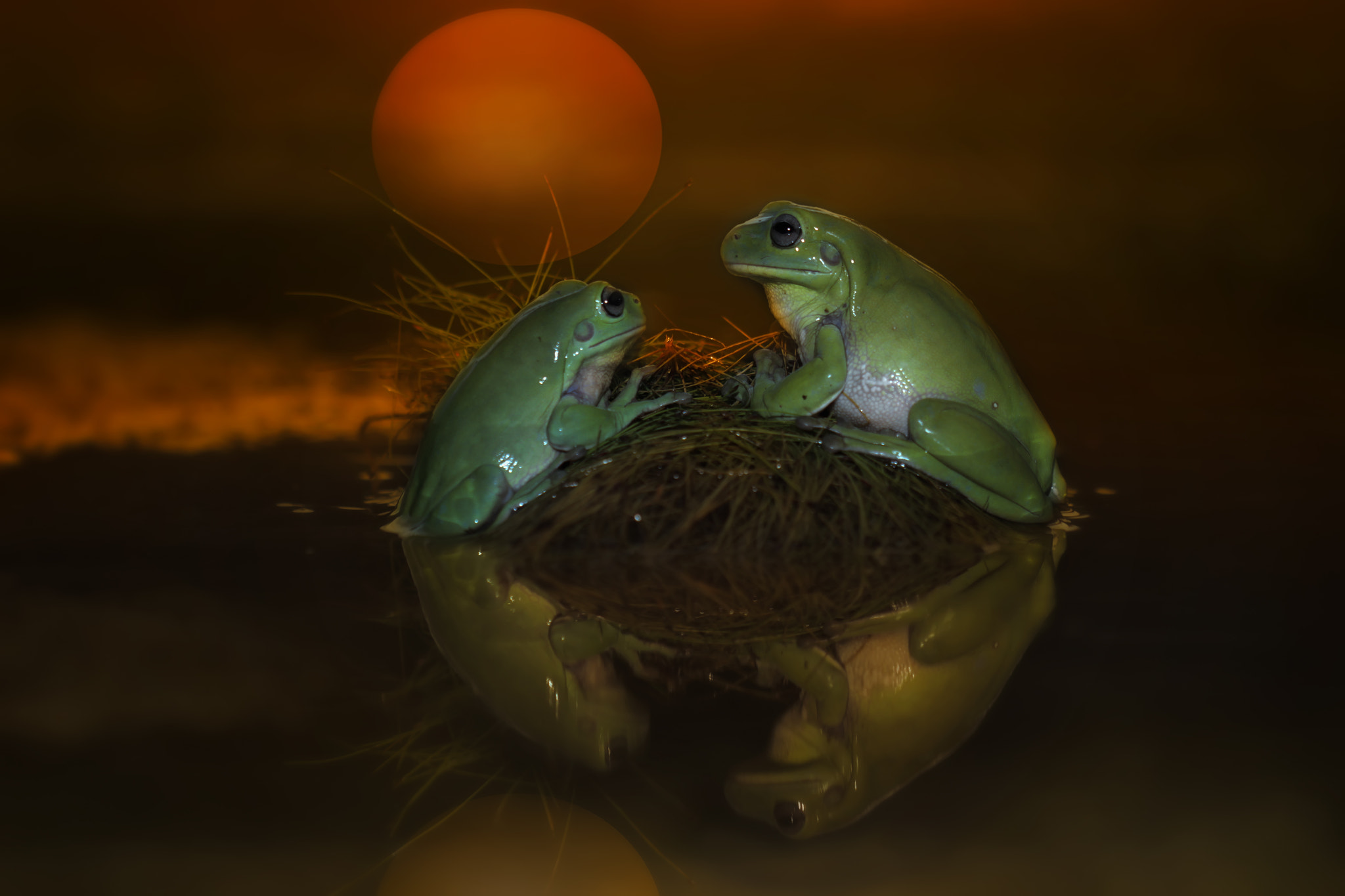 Canon EOS 7D + Canon EF 100mm F2.8 Macro USM sample photo. Frog in love photography