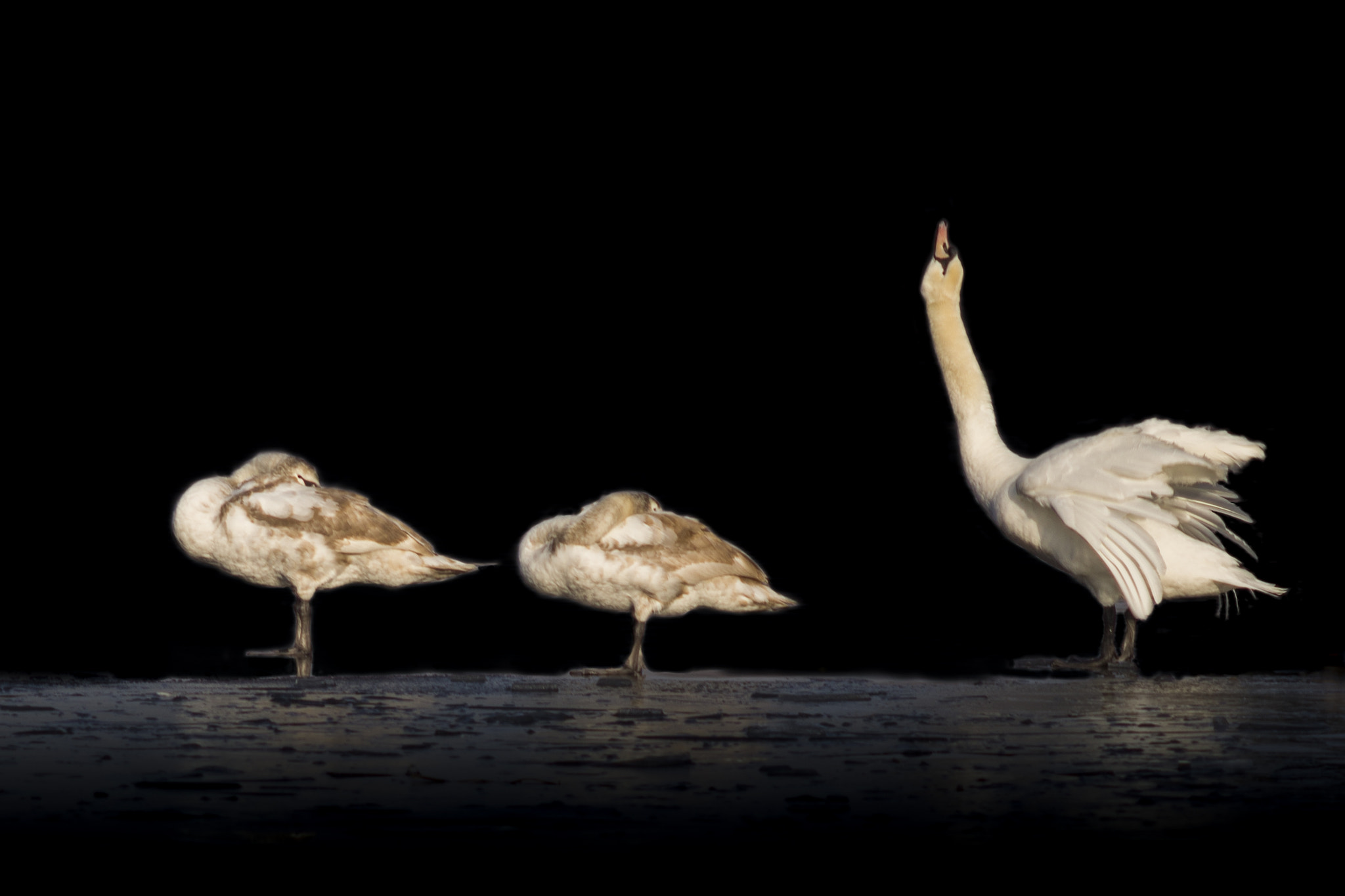 Canon EF 200mm f/2.8L II + 2x sample photo. Two and one swan photography