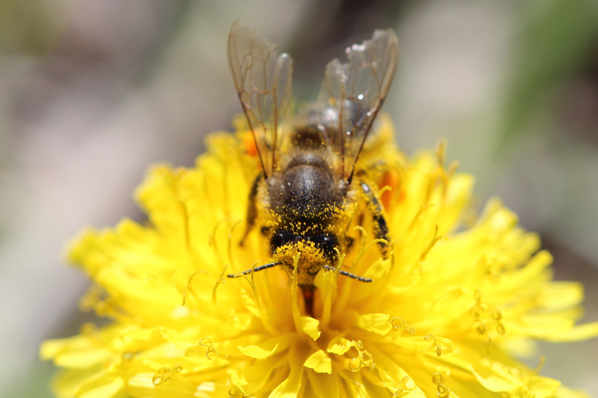 Canon EF 100mm F2.8 Macro USM sample photo. Yellow hair photography