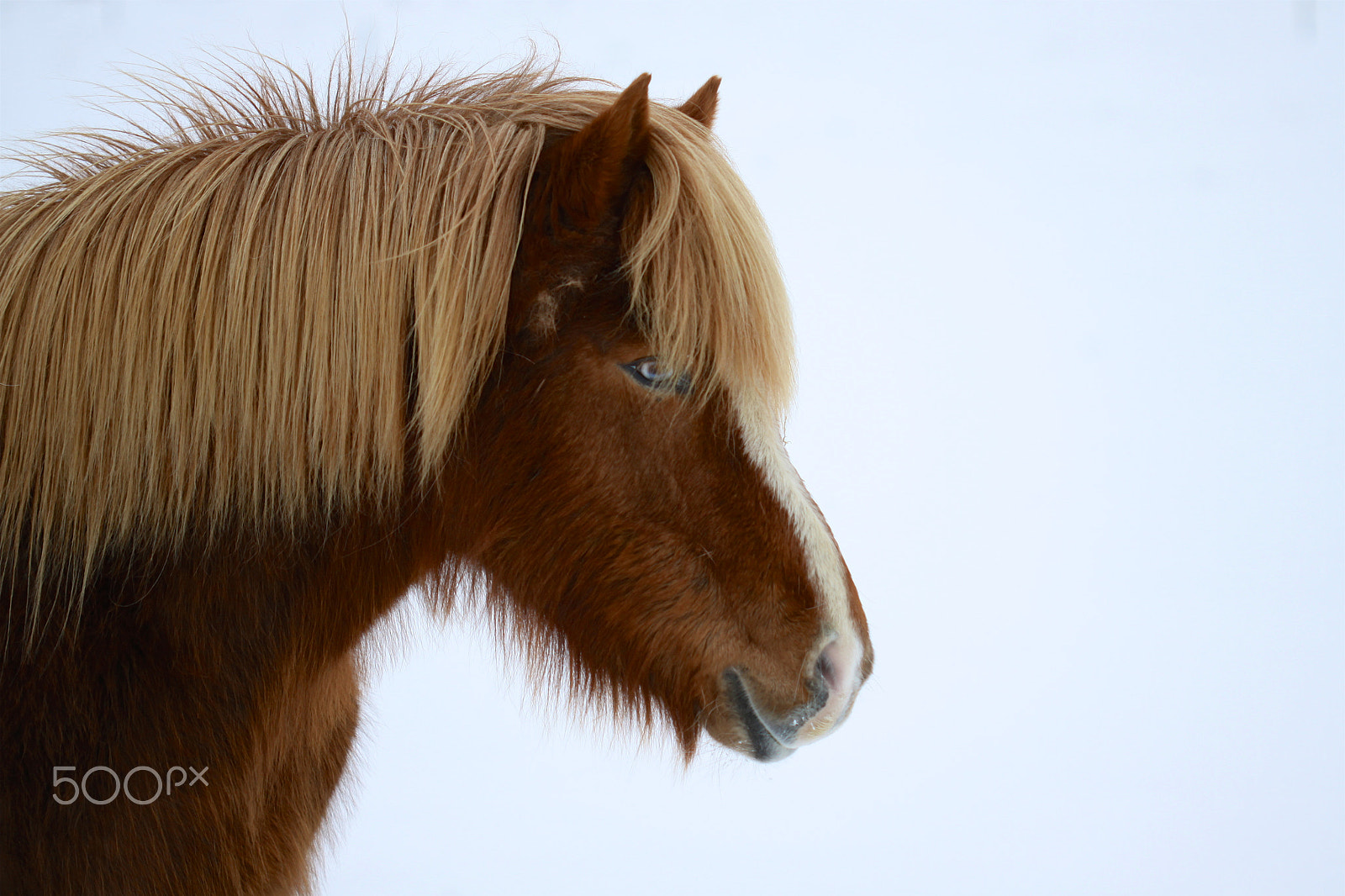 Canon EF 100mm F2.8 Macro USM sample photo. Icelandic horse photography