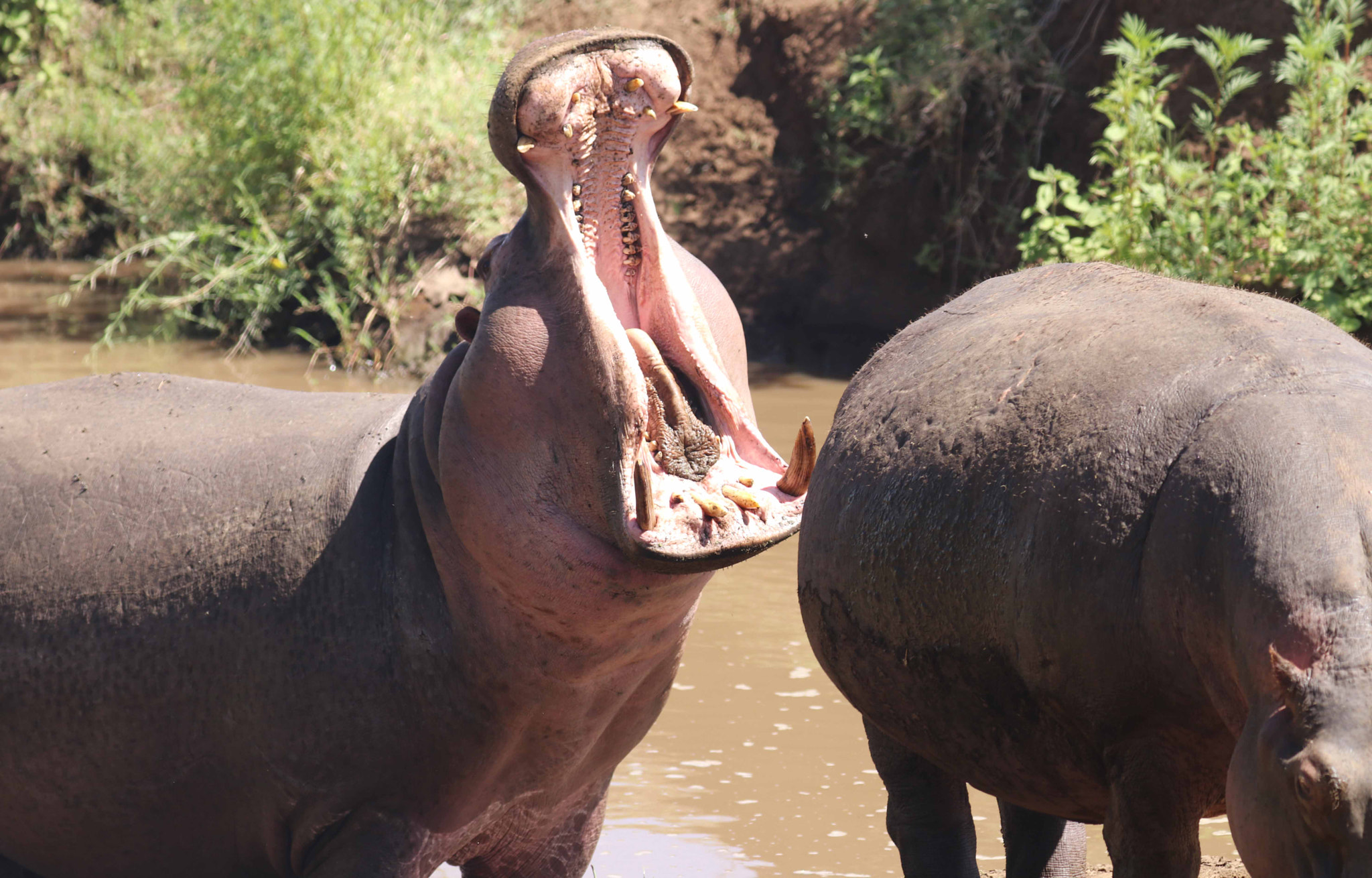 Canon EOS 80D sample photo. Hippopotamus in ngorongoro crater, tanzania photography