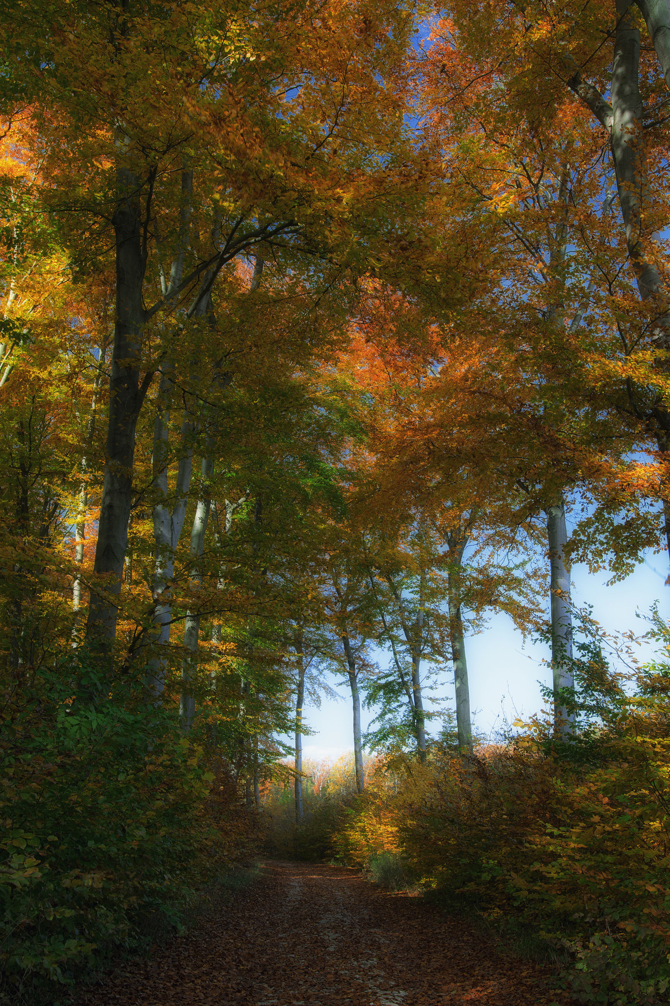 Nikon D5300 sample photo. Autumn mood photography